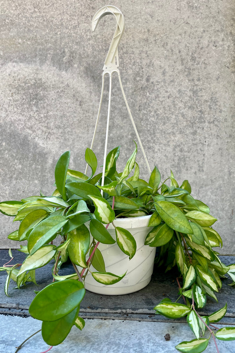 The Hoya carnosa sits pretty in its 8 inch growers pot with an attached hanger.