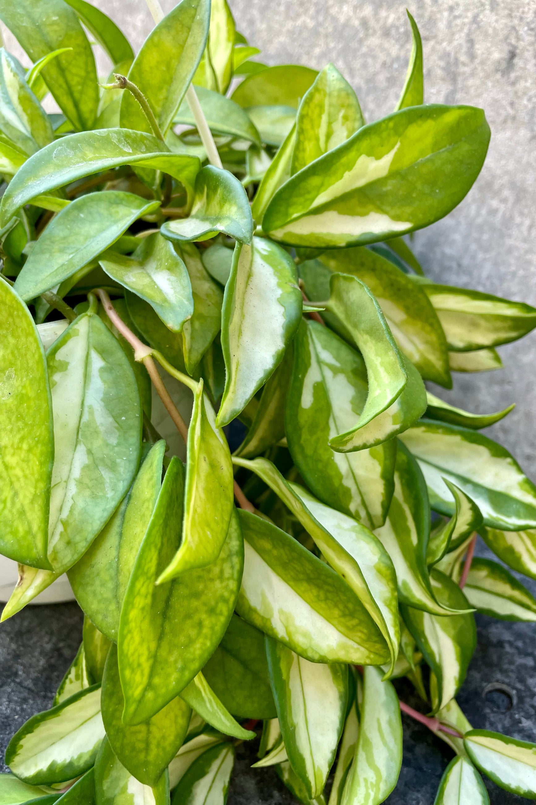 The Hoya carnosa "Krimson Princess" boasts a lighter, nearly white inner leaf with a darker jade border. ©Sprout Home