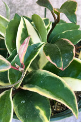 Close up of Hoya carnosa 'Krimson Queen' leaves