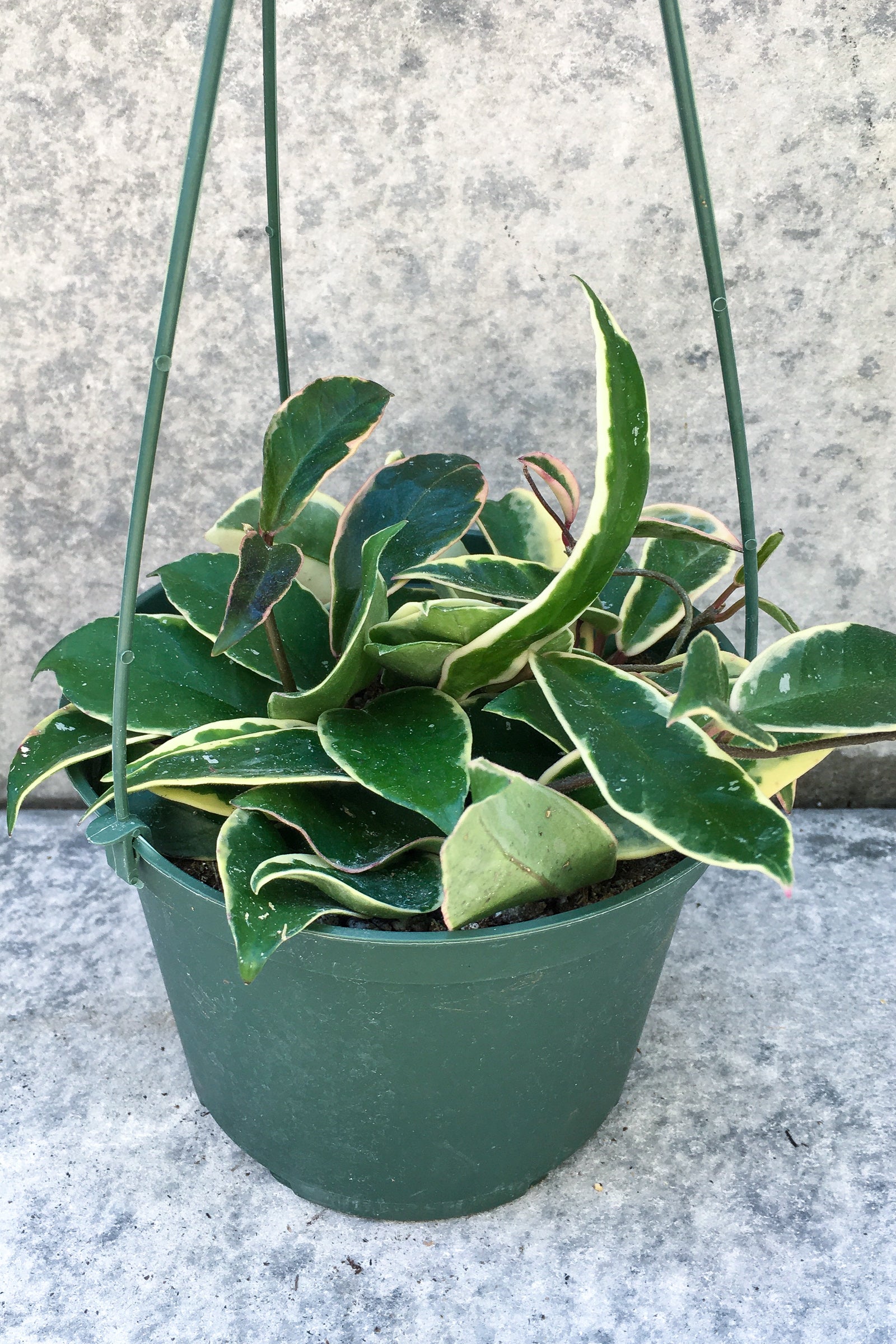 Hoya carnosa 'Krimson Queen' in front of grey background