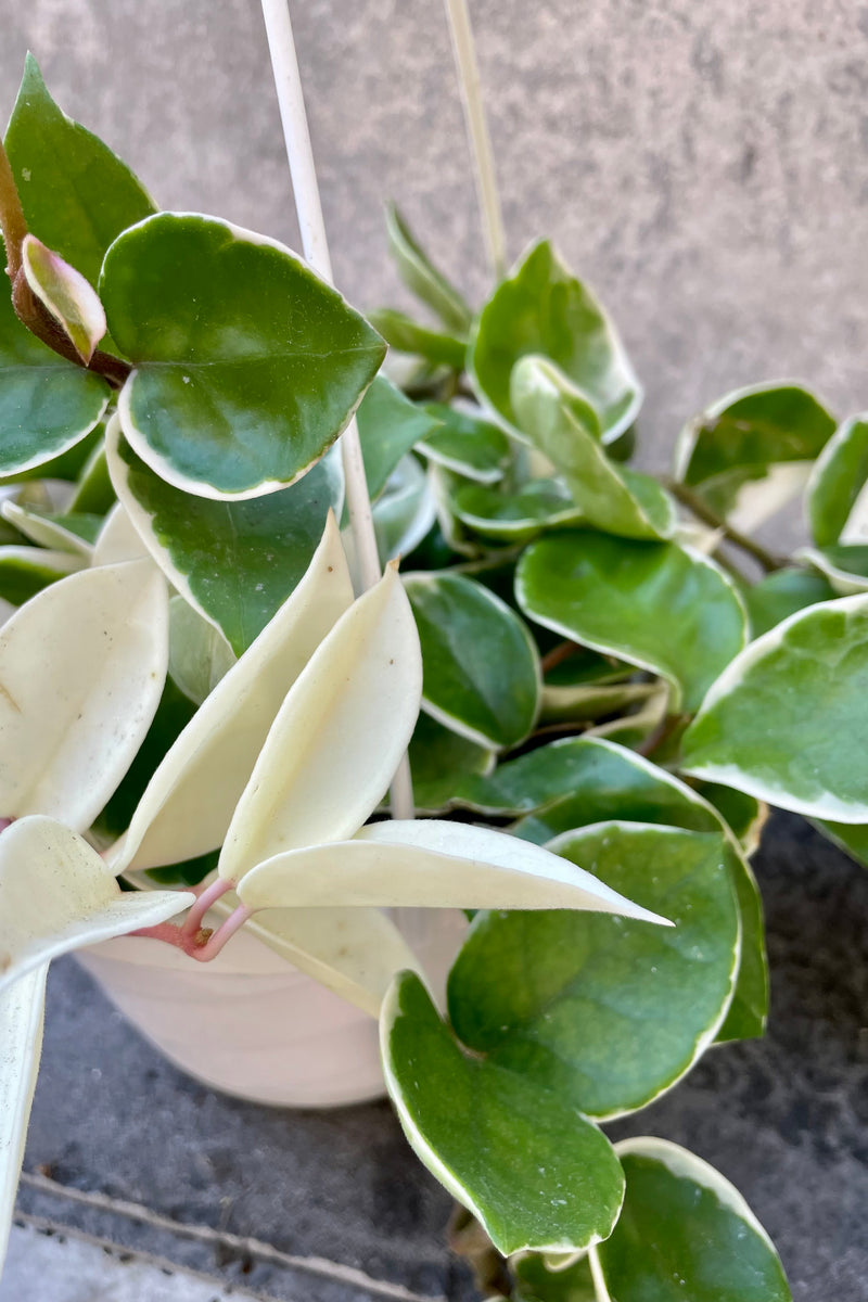 The Hoya carnosa "Krimson Queen" boasts a white outer leaf with a jade inner leaf.