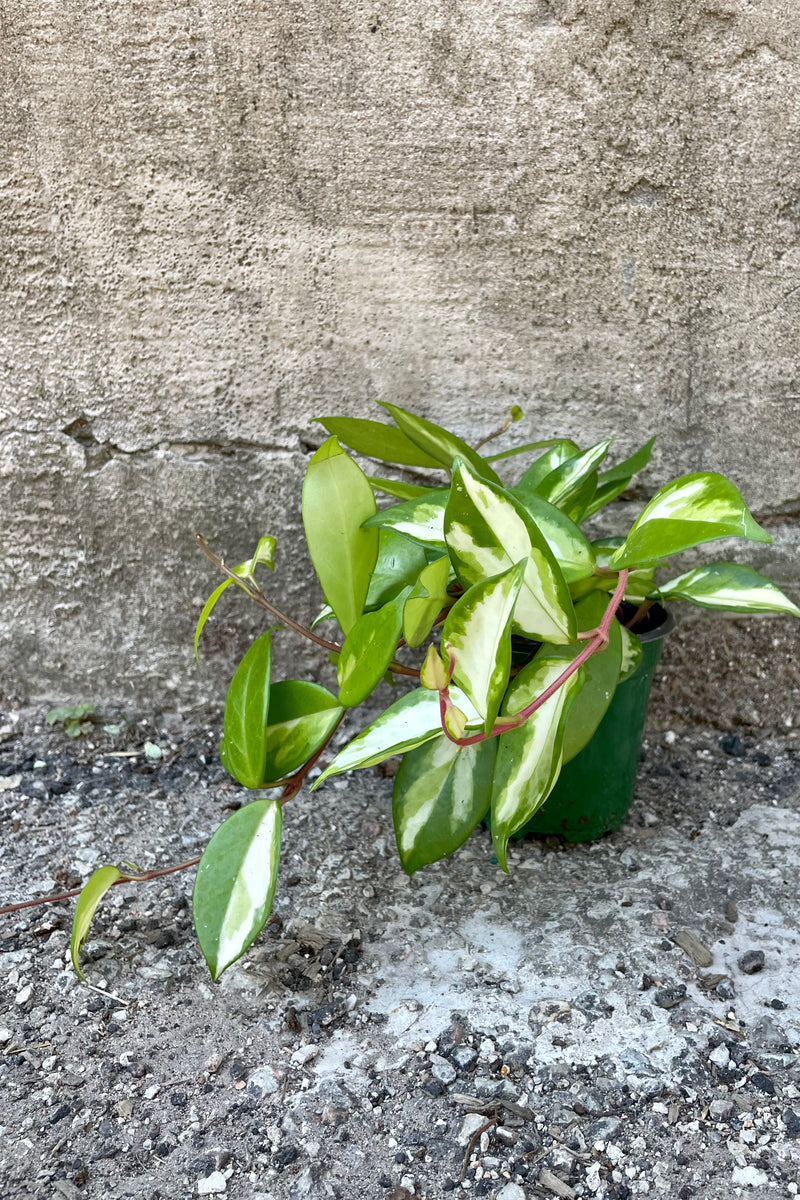Hoya carnosa 'Tricolor' in a 4" growers pot showing the green and white varigated leaves and pink stems against a concrete wall and trailing on the sidewalk. 