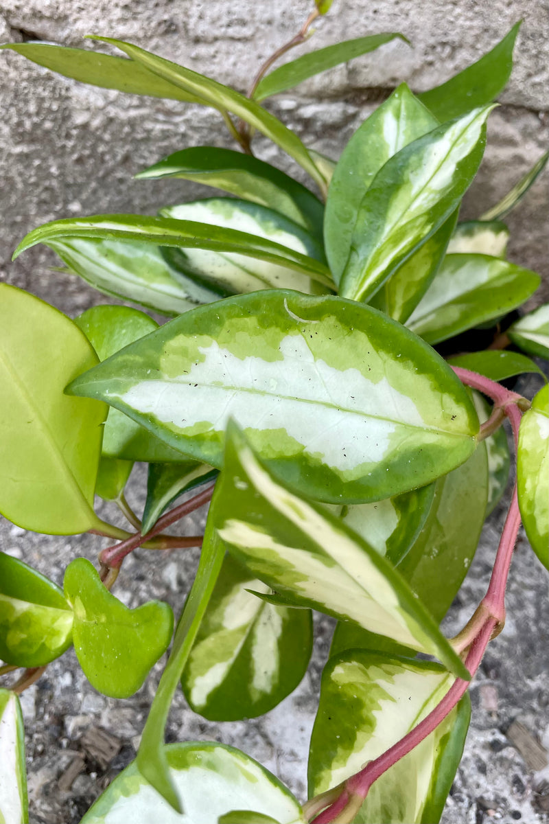 A close up picture of the Hoya Carnosa leaves showing the ovate green with white variegation and pink stems.