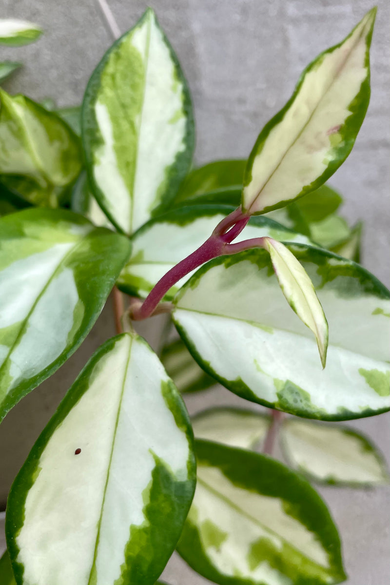 A detailed view of the leaves of the 6" Hoya carnosa 'Tricolor' against a concrete backdrop