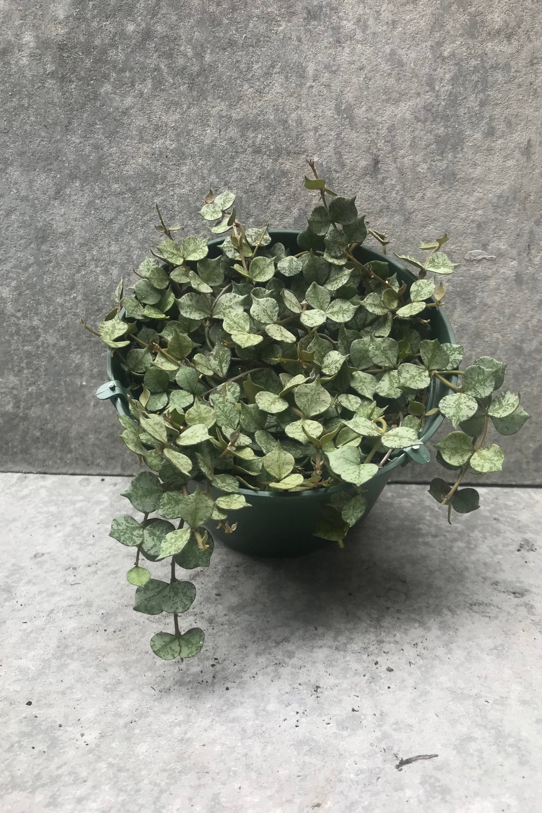 Hoya curtisii plant in a 6 inch growers pot against a grey wall.  ©Sprout Home