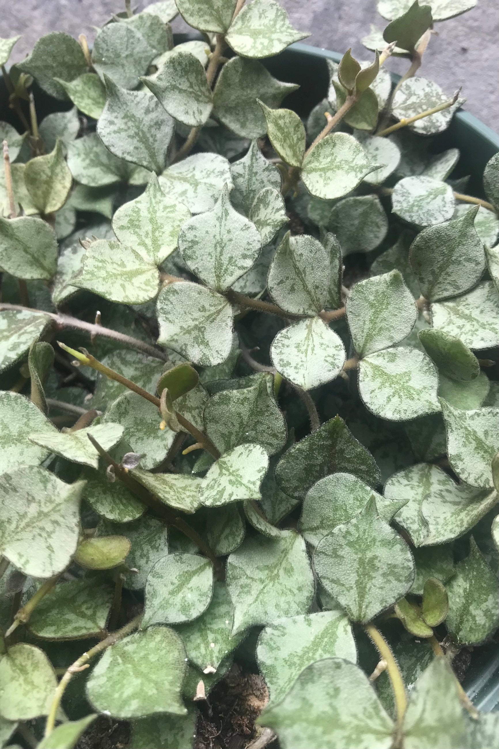 Detailed photo of the leaves of the Hoya curtisii. ©Sprout Home