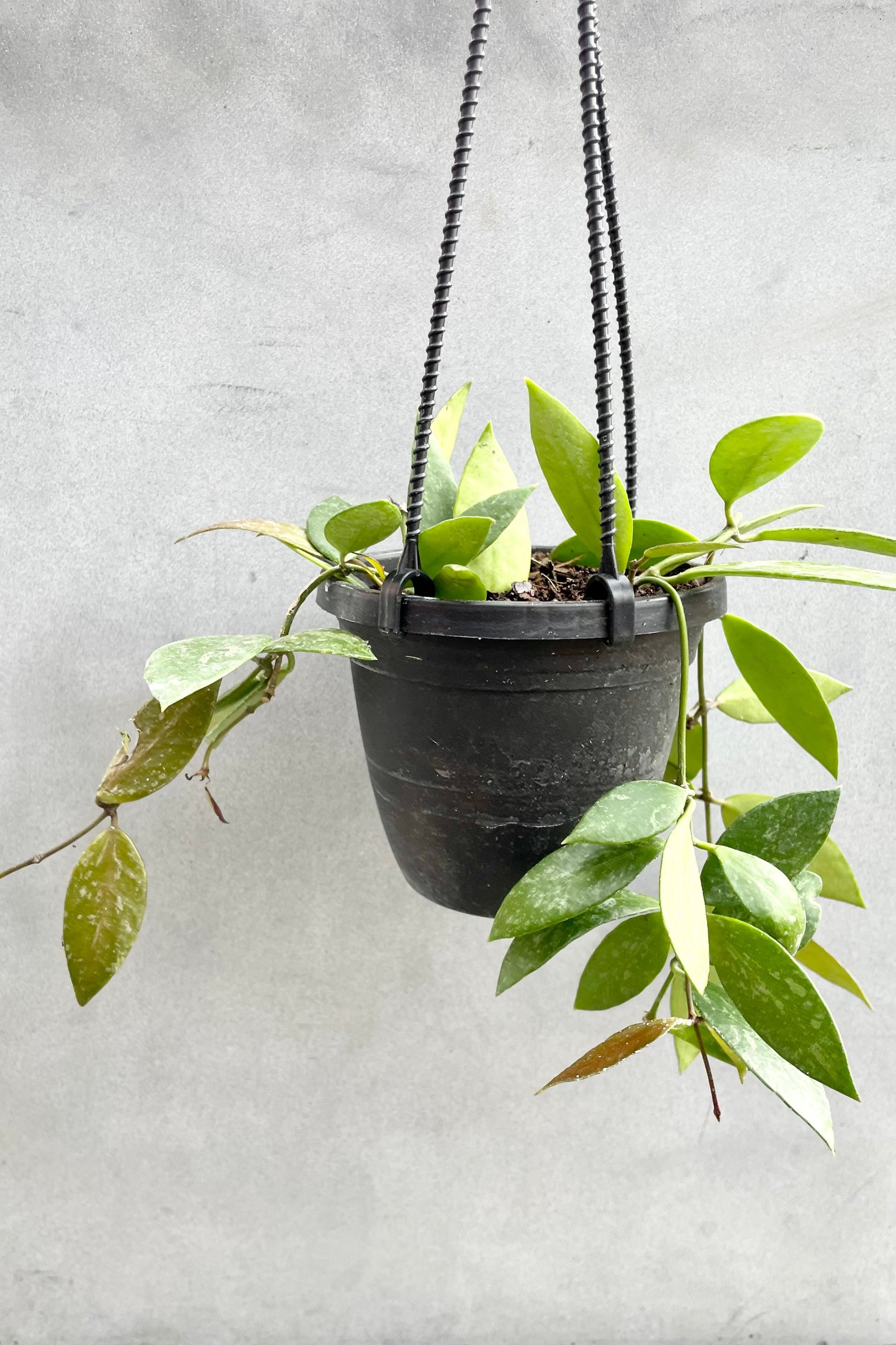 The Hoya gracilis in a 4" growers pot against a grey backdrop. ©Sprout Home