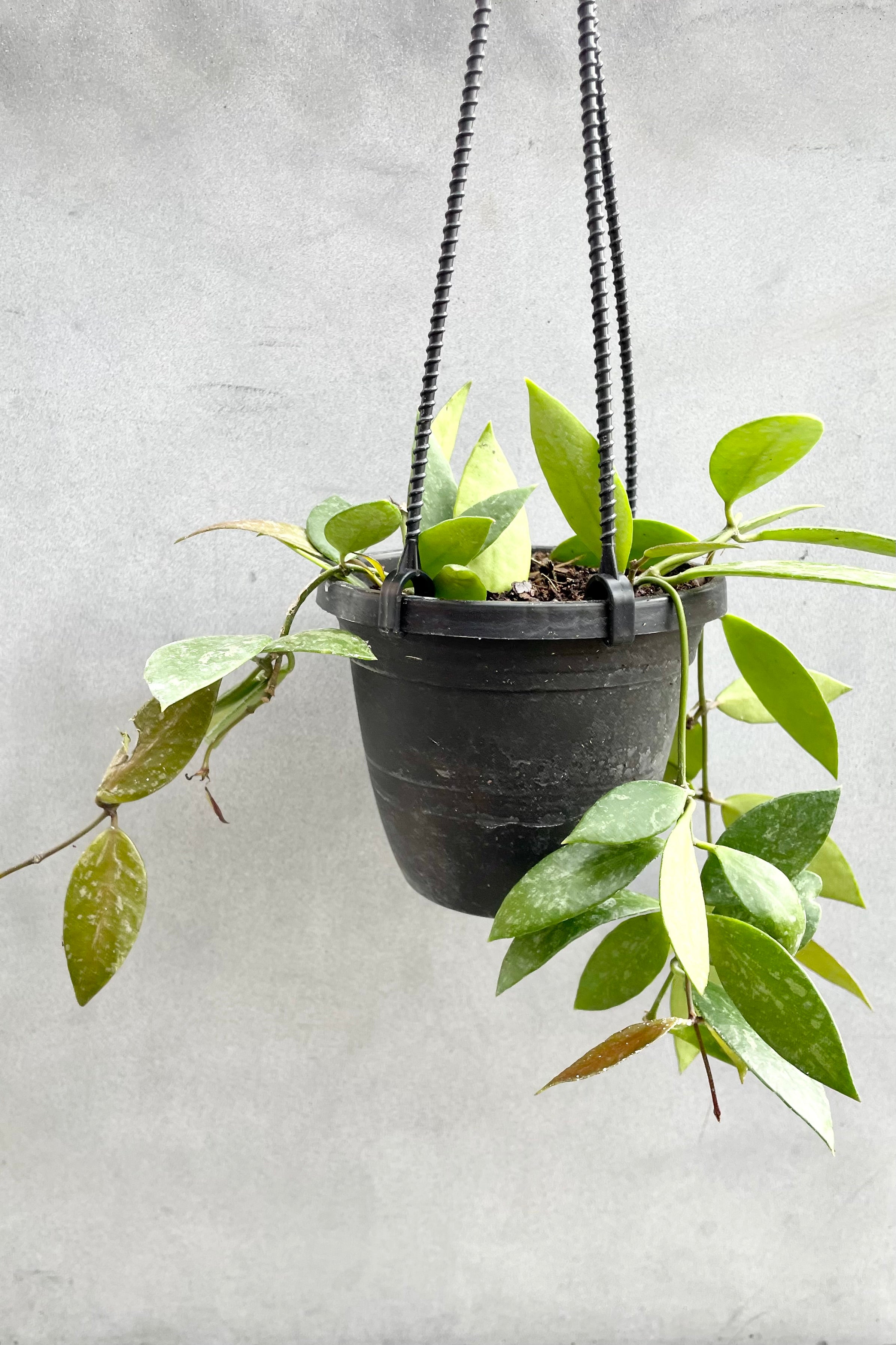 The Hoya gracilis in a 4" growers pot against a grey backdrop.