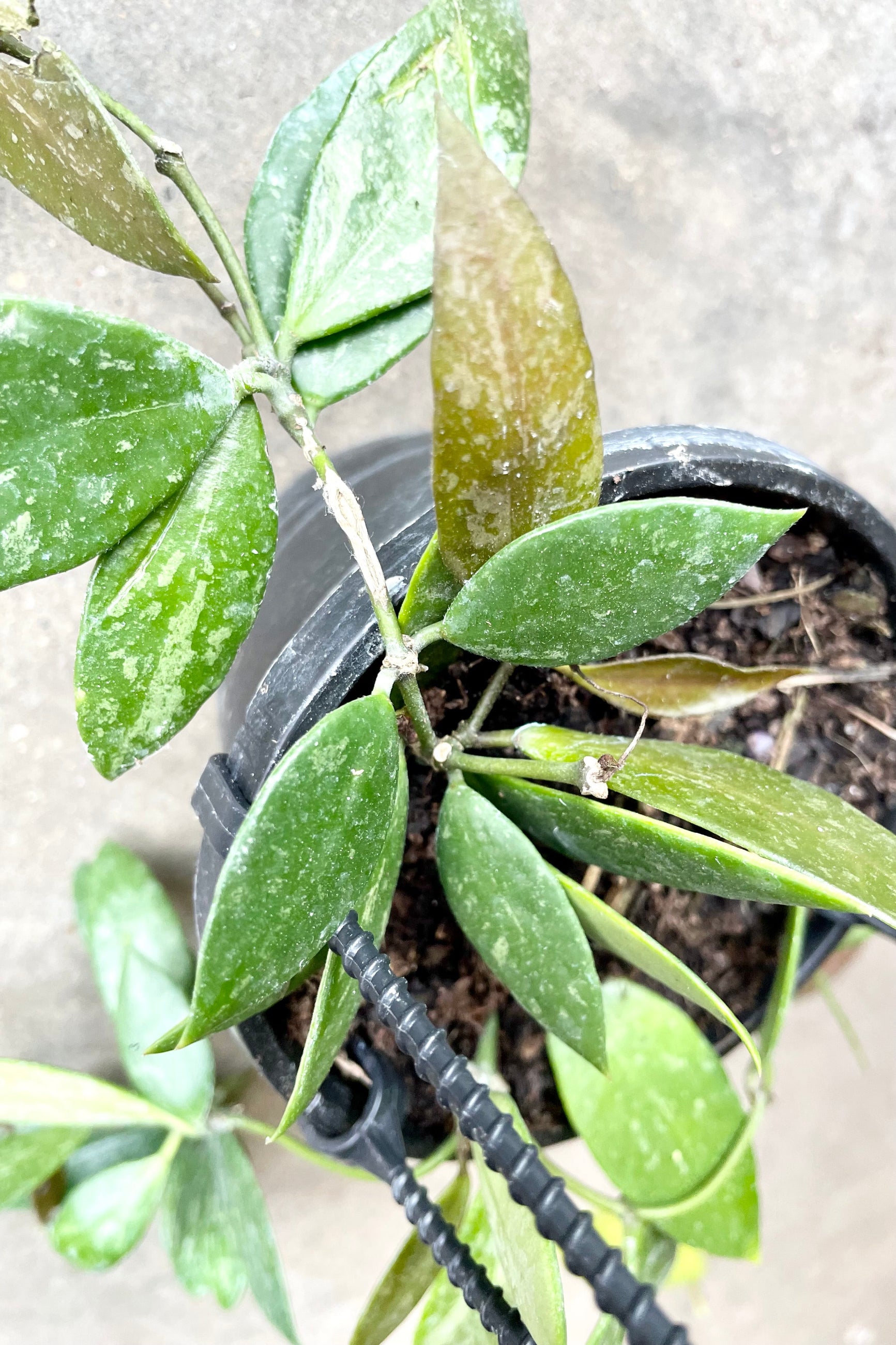 A closeup picture of the Hoy gracilis leaves. ©Sprout Home
