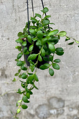 detail of Hoya heuschkeliana (yellow flower) 5" against a grey wall