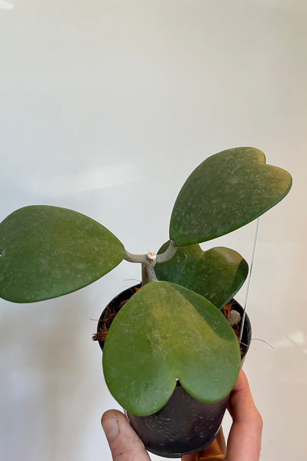 Photo of green heart-shaped leaves of Hoya in black pot against white wall