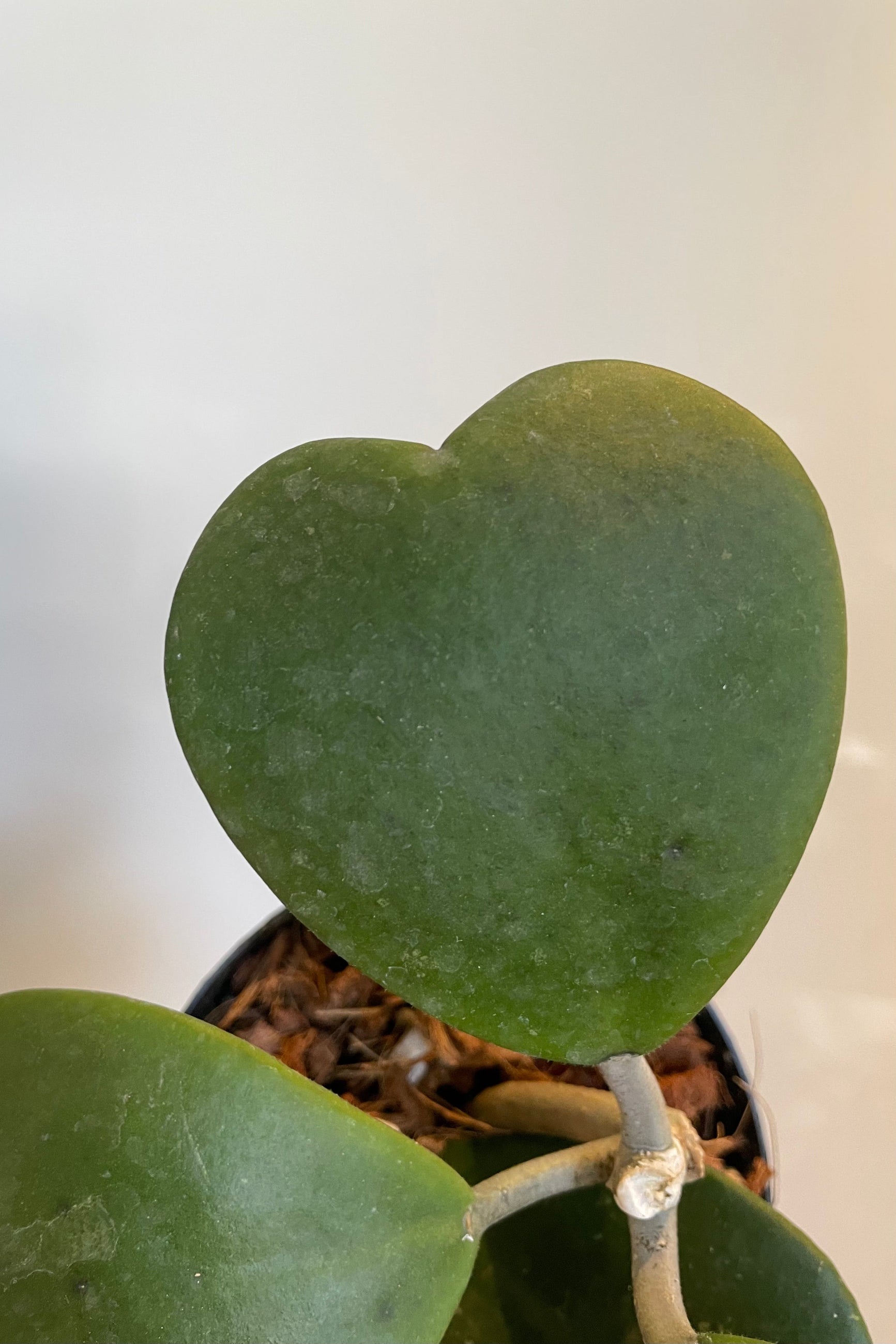 Close photo of green heart-shaped leaves of Hoya against white wall ©Sprout Home