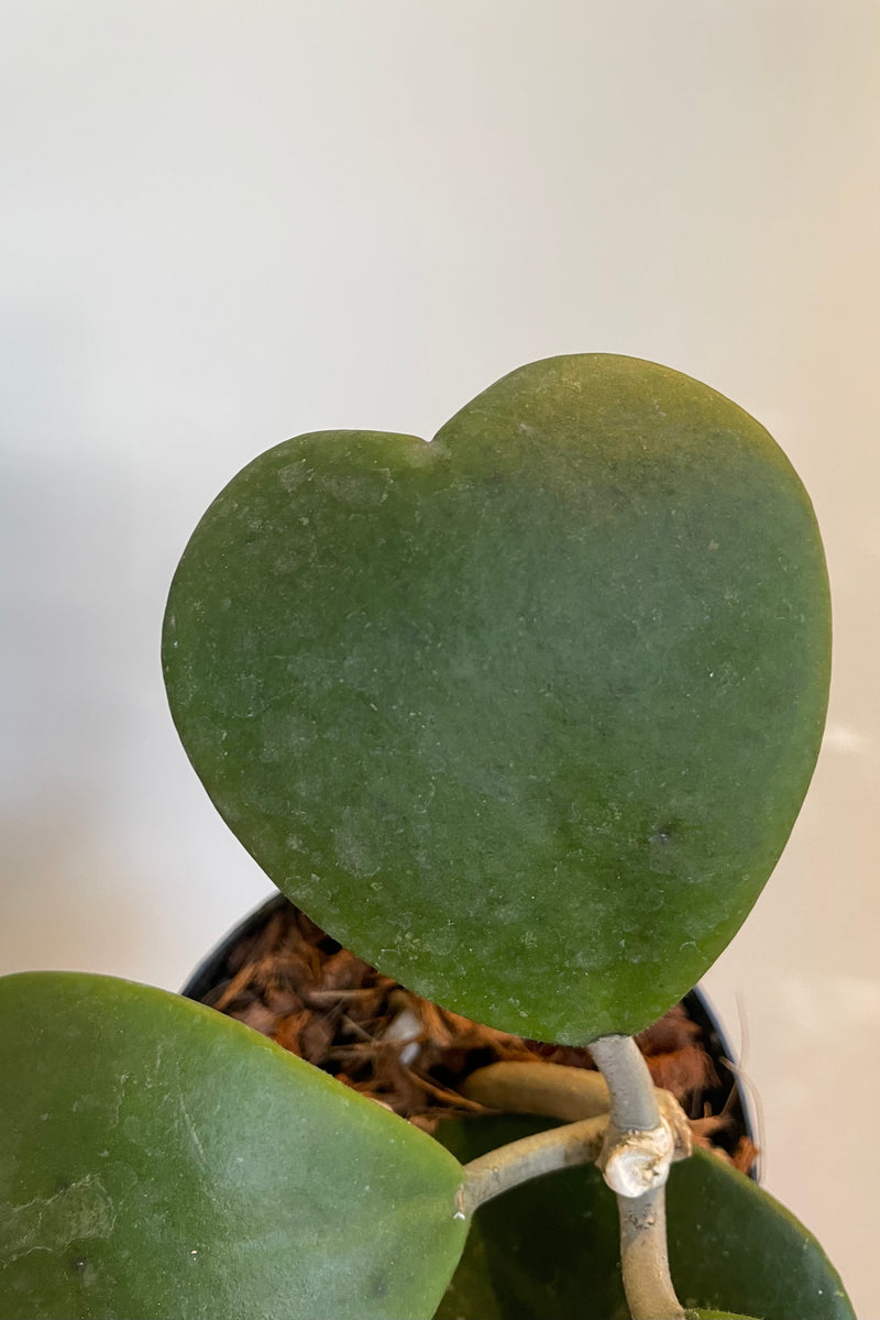 Close photo of green heart-shaped leaves of Hoya against white wall