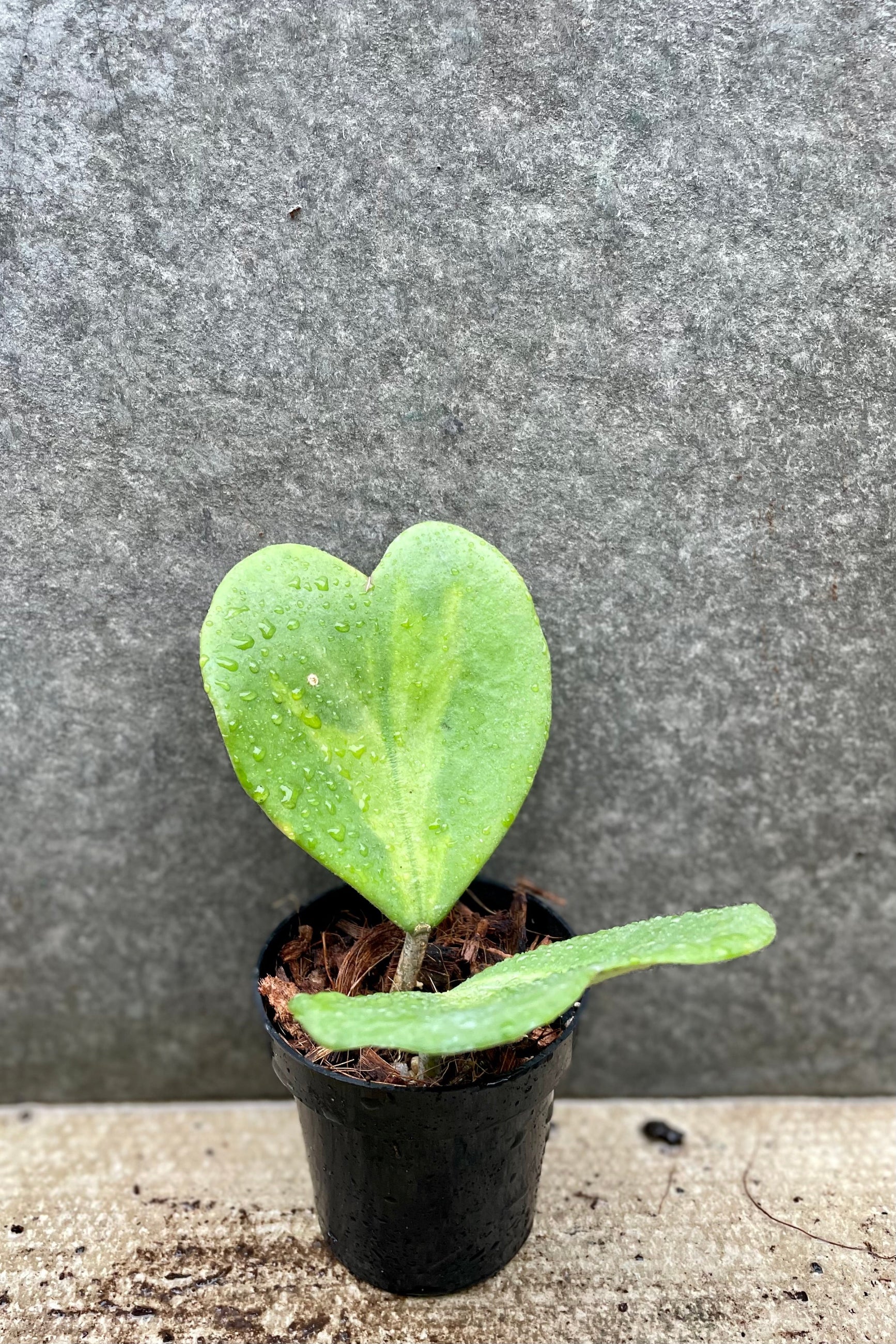 Hoya kerrii 'Variegata' 4" against a grey wall ©Sprout Home