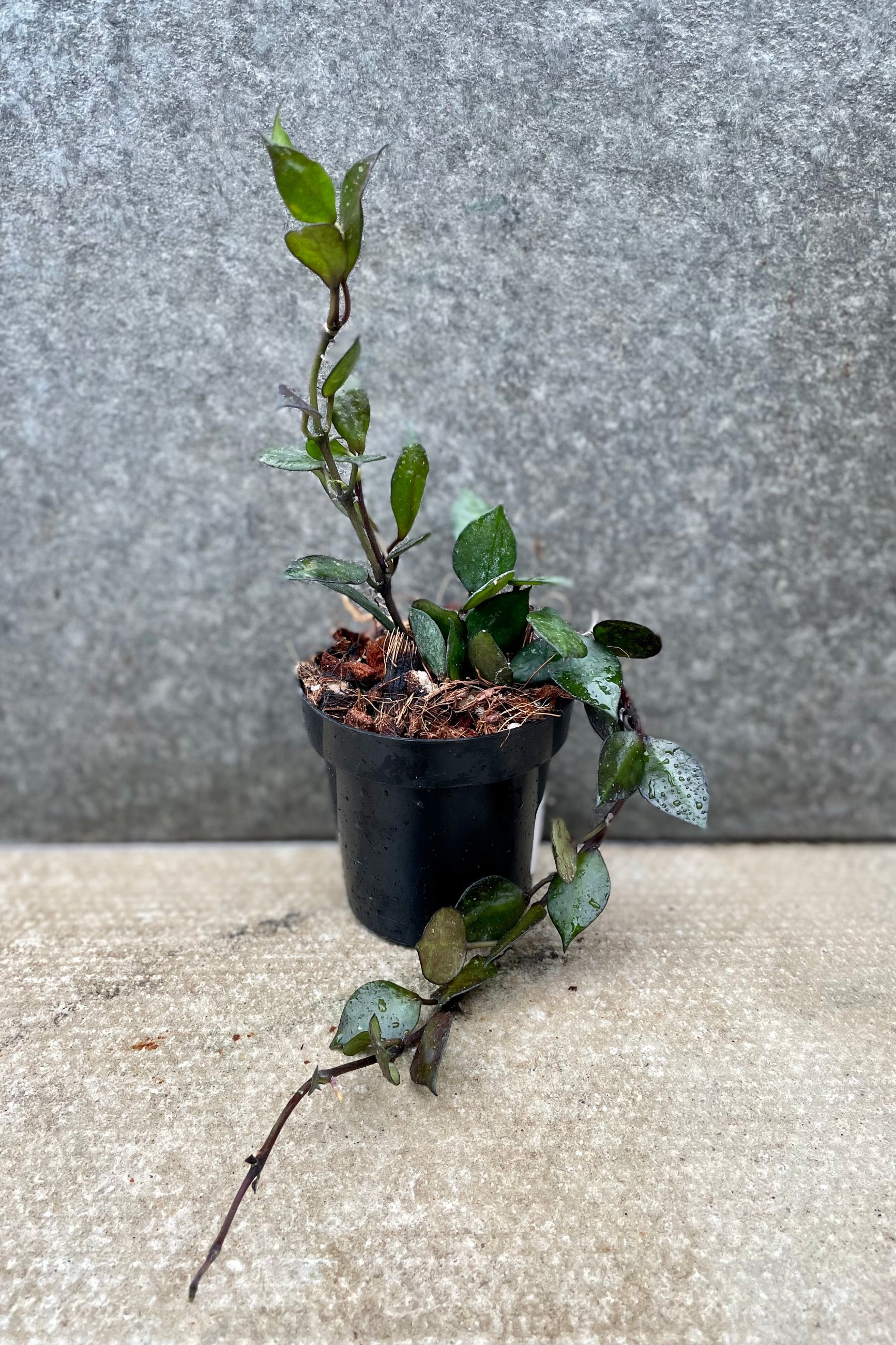 Hoya krohniana (black leaves) 3" against a grey wall ©Sprout Home