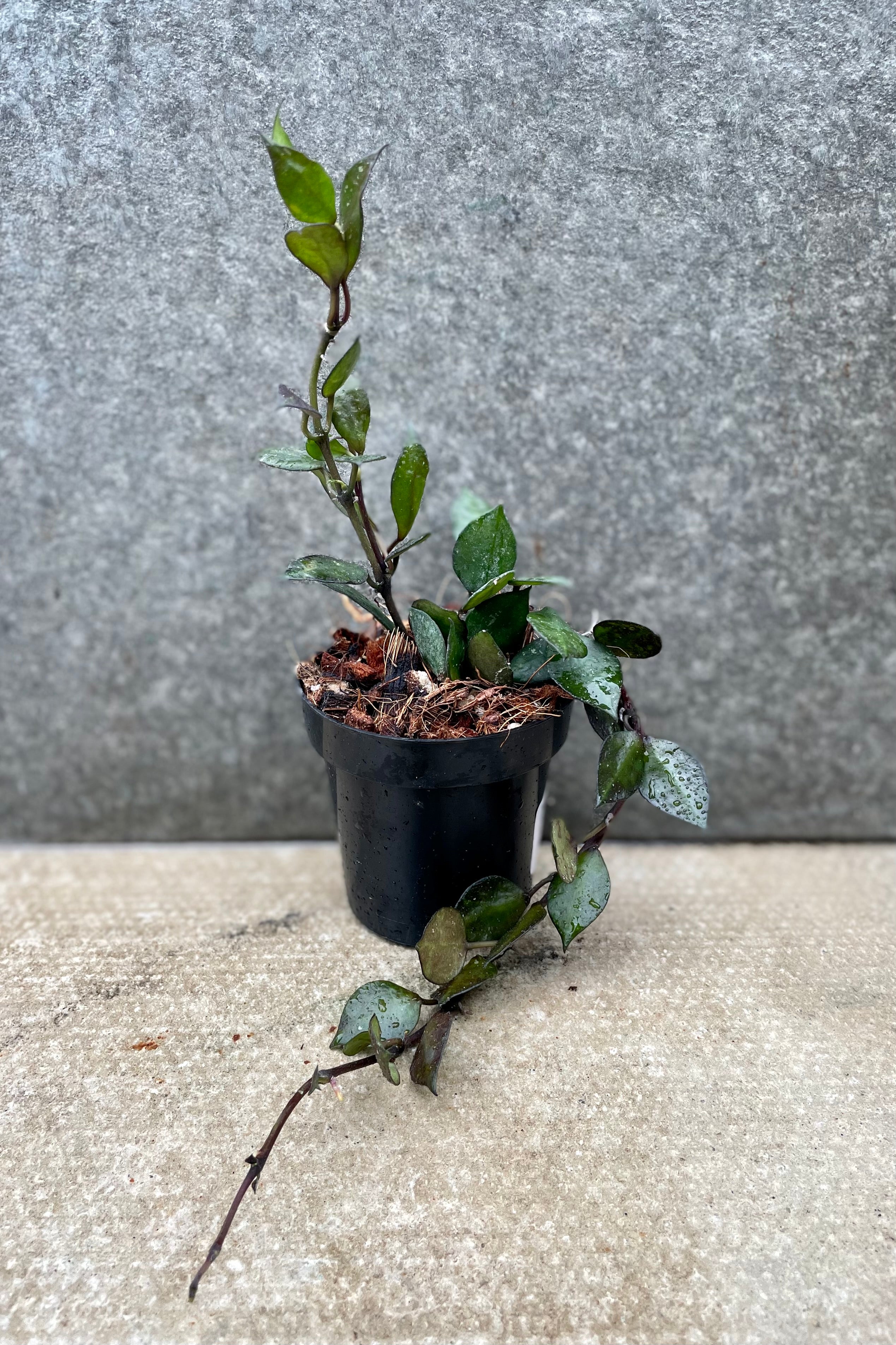 Hoya krohniana (black leaves) 3" against a grey wall