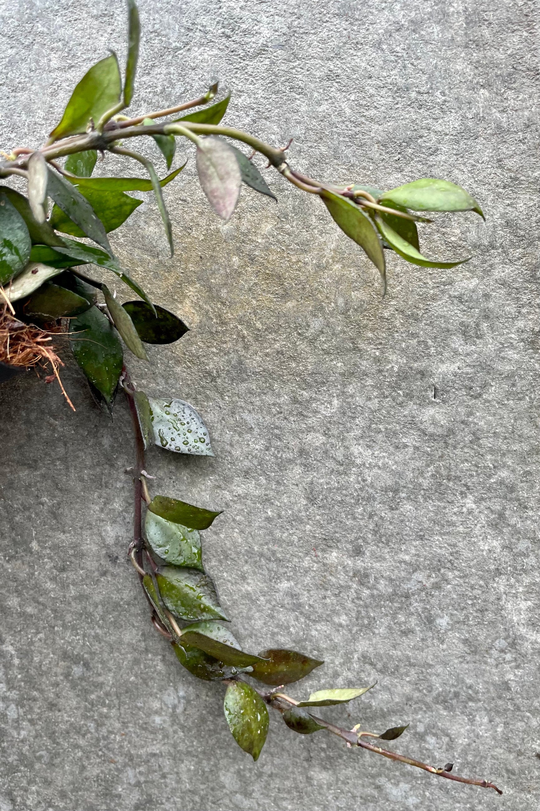 detail of Hoya krohniana (black leaves) 3" against a grey wall ©Sprout Home