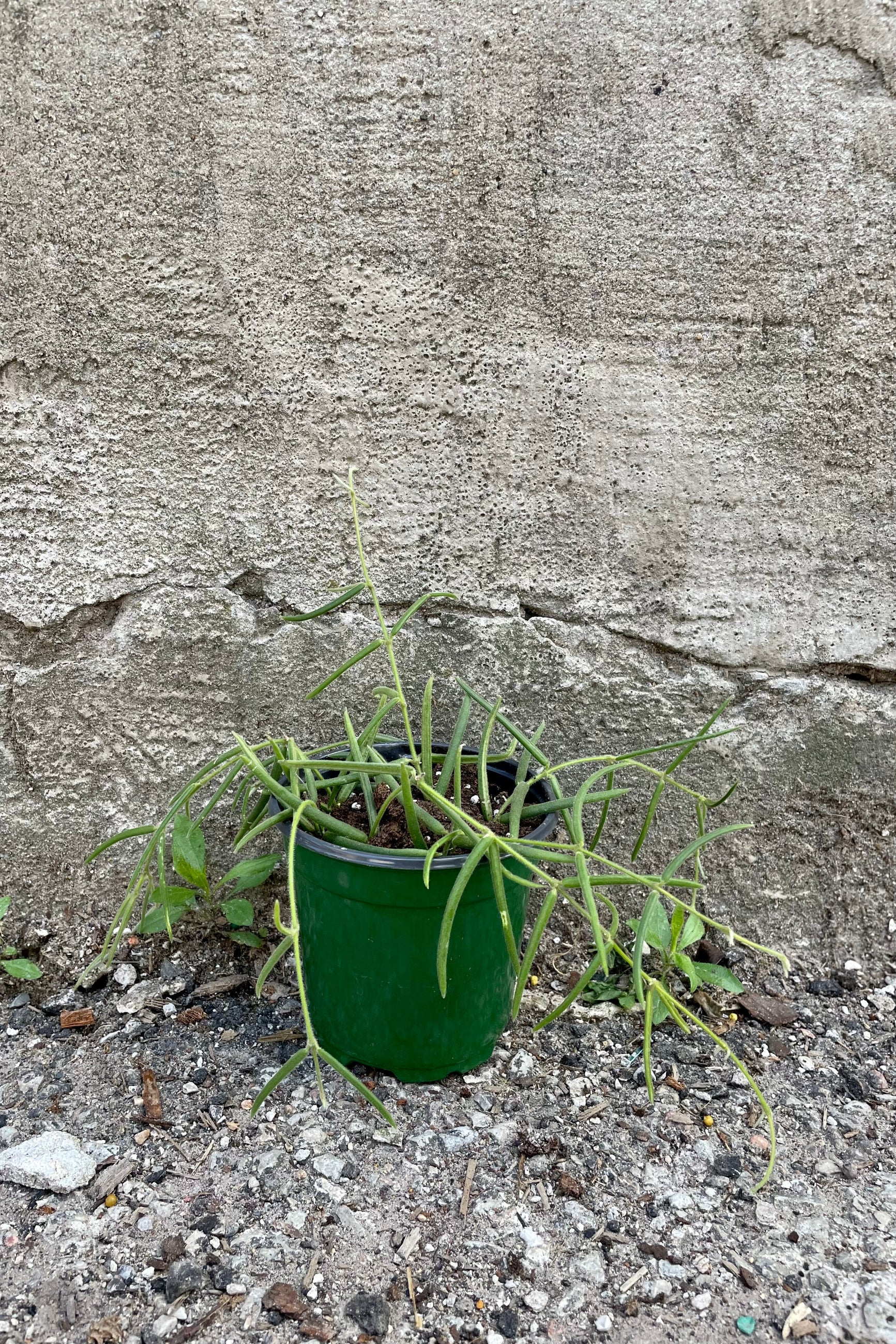 The Hoya linearis sits in a four inch growers pot against a grey backdrop. ©Sprout Home