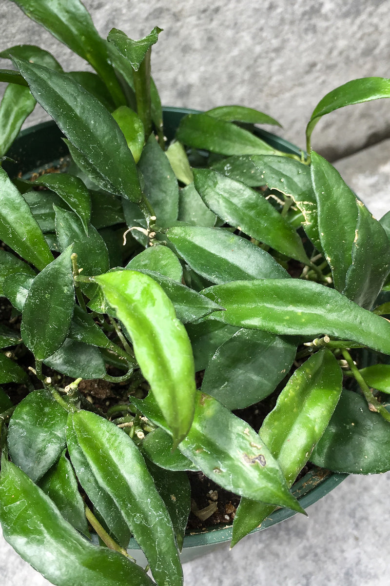 Close up of Hoya lacunosa leaves