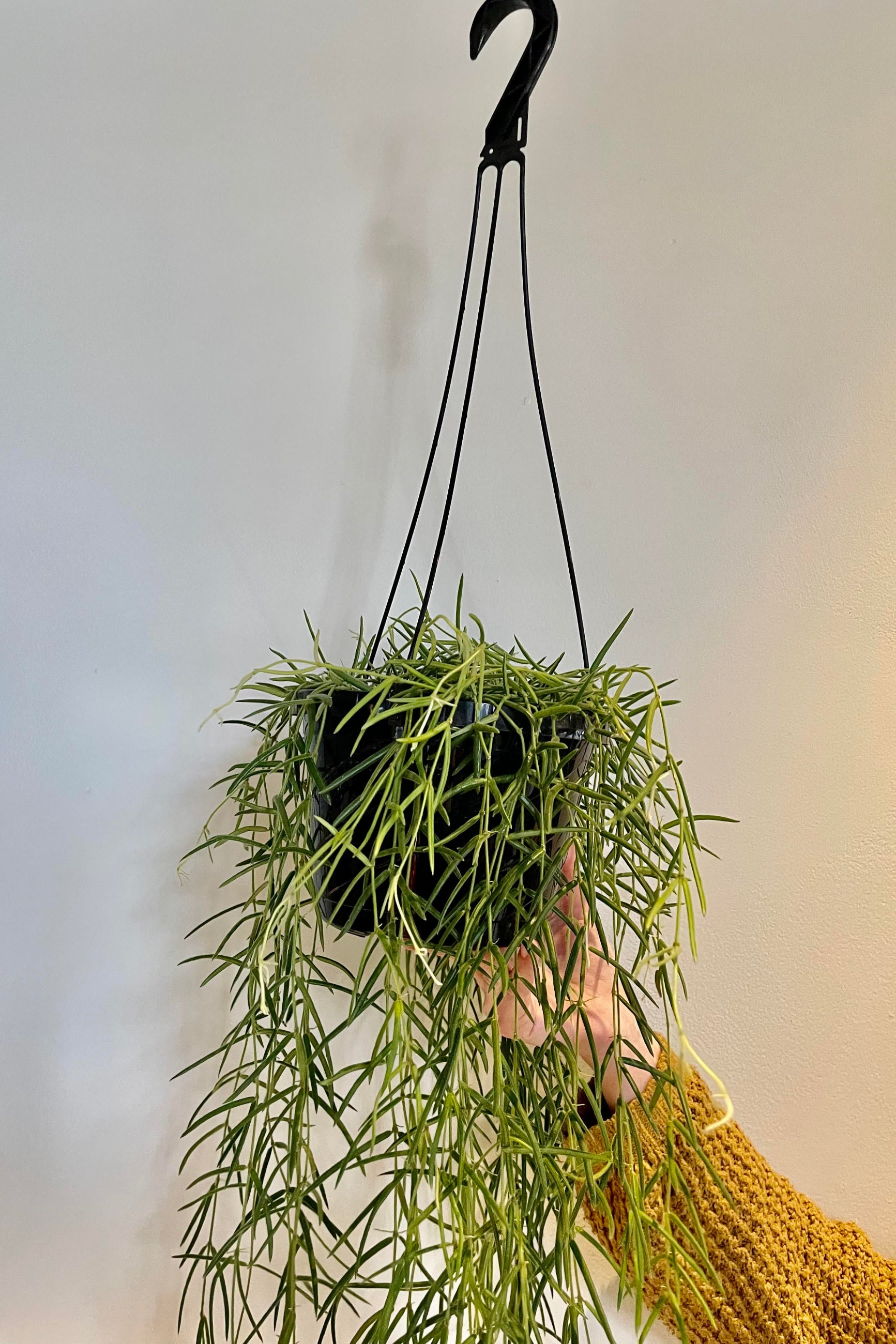 A hand holds the Hoya linearis 8" against a white backdrop. ©Sprout Home