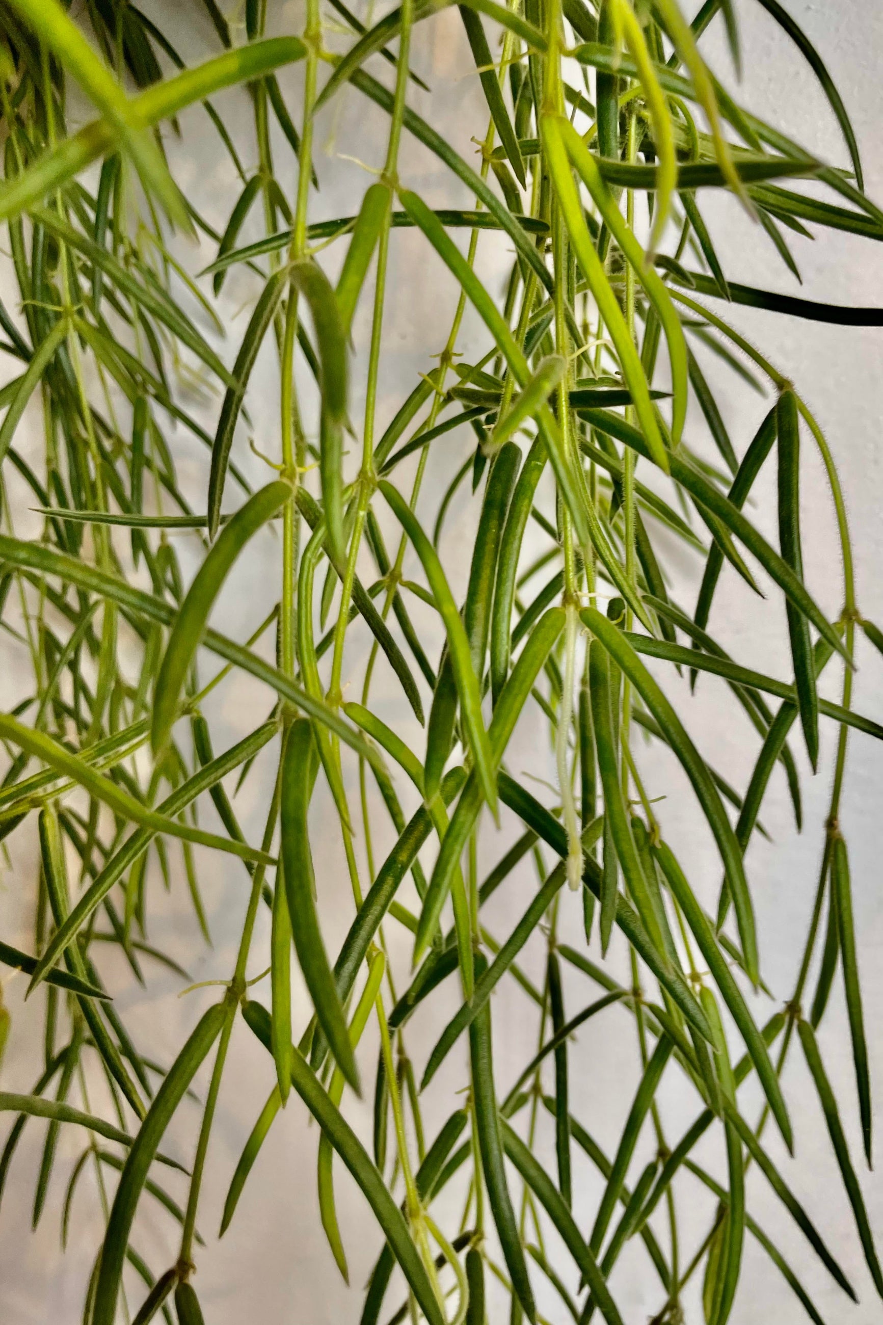 A detailed look at the Hoya linearis 8". ©Sprout Home