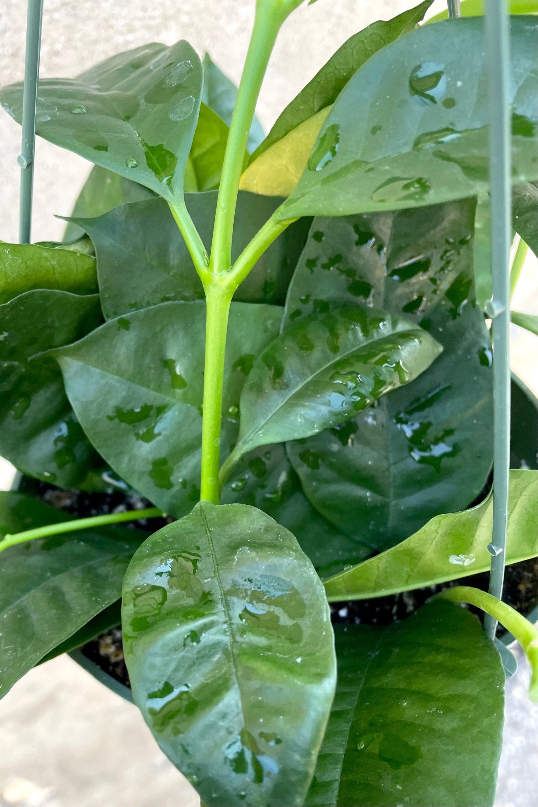 A detailed view of the hanging Hoya multiflora 6" against a concrete backdrop ©Sprout Home