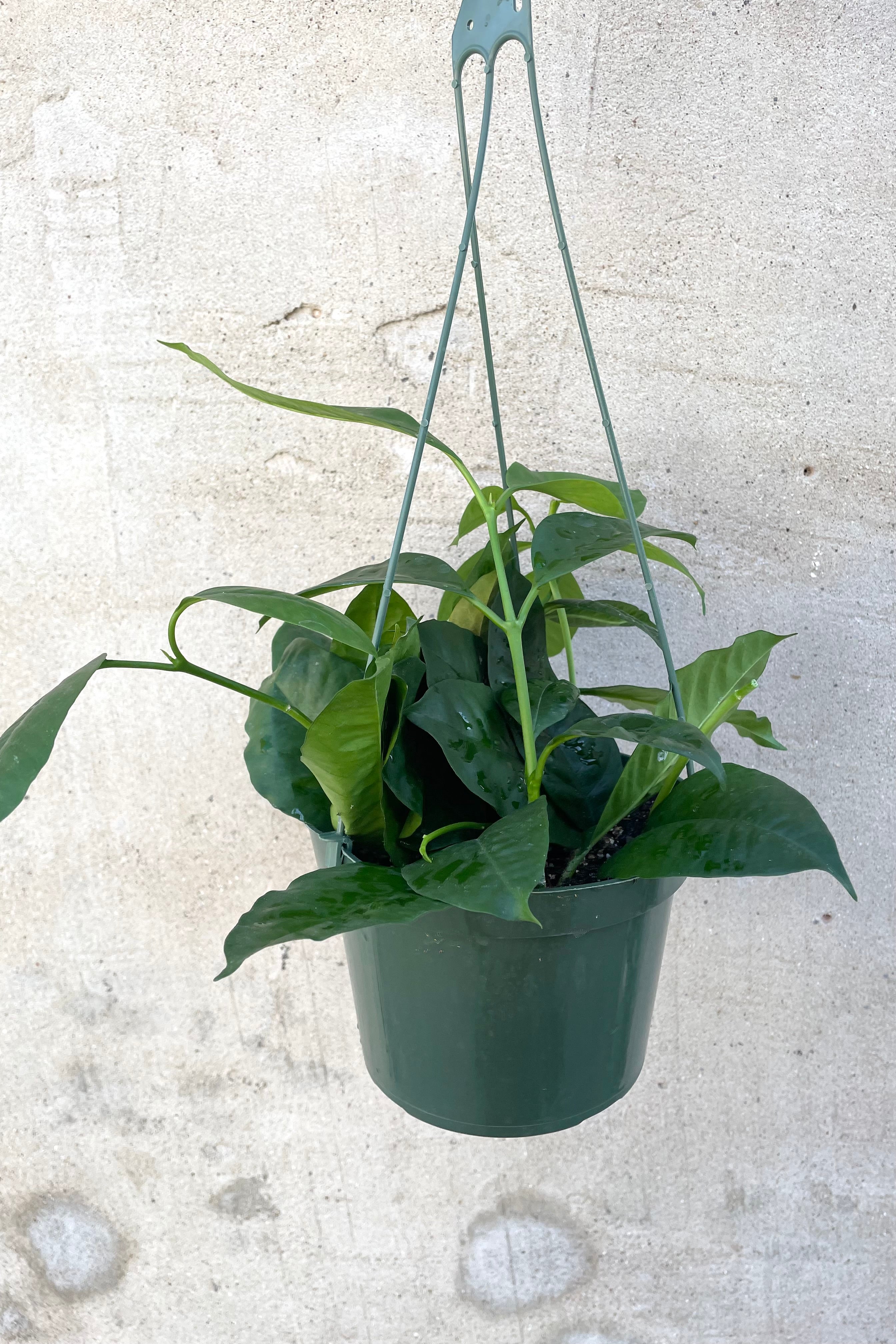 A full view of the hanging Hoya multiflora 6" against a concrete backdrop