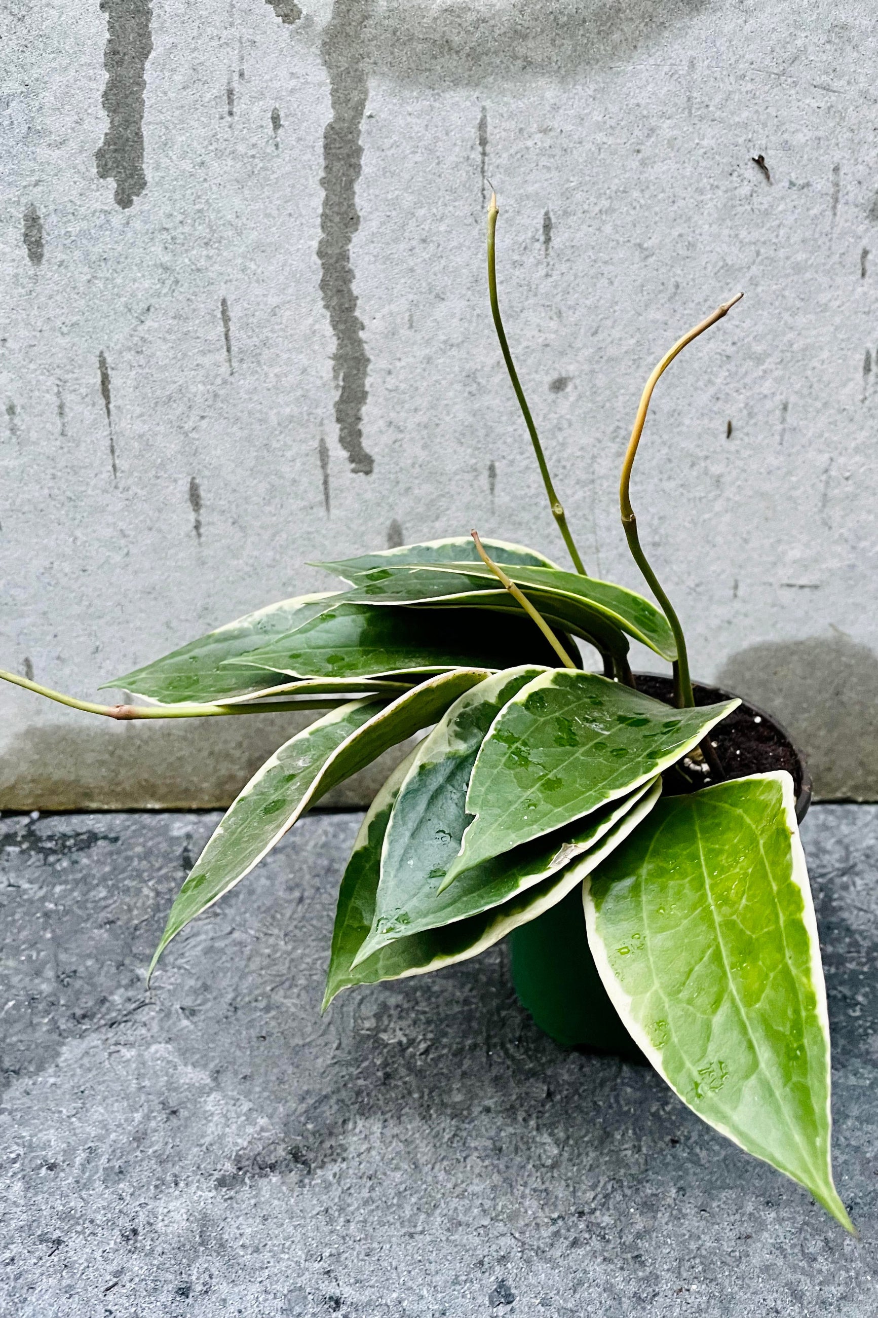 Hoya macrophylla sitting in front of a gray wall ©Sprout Home
