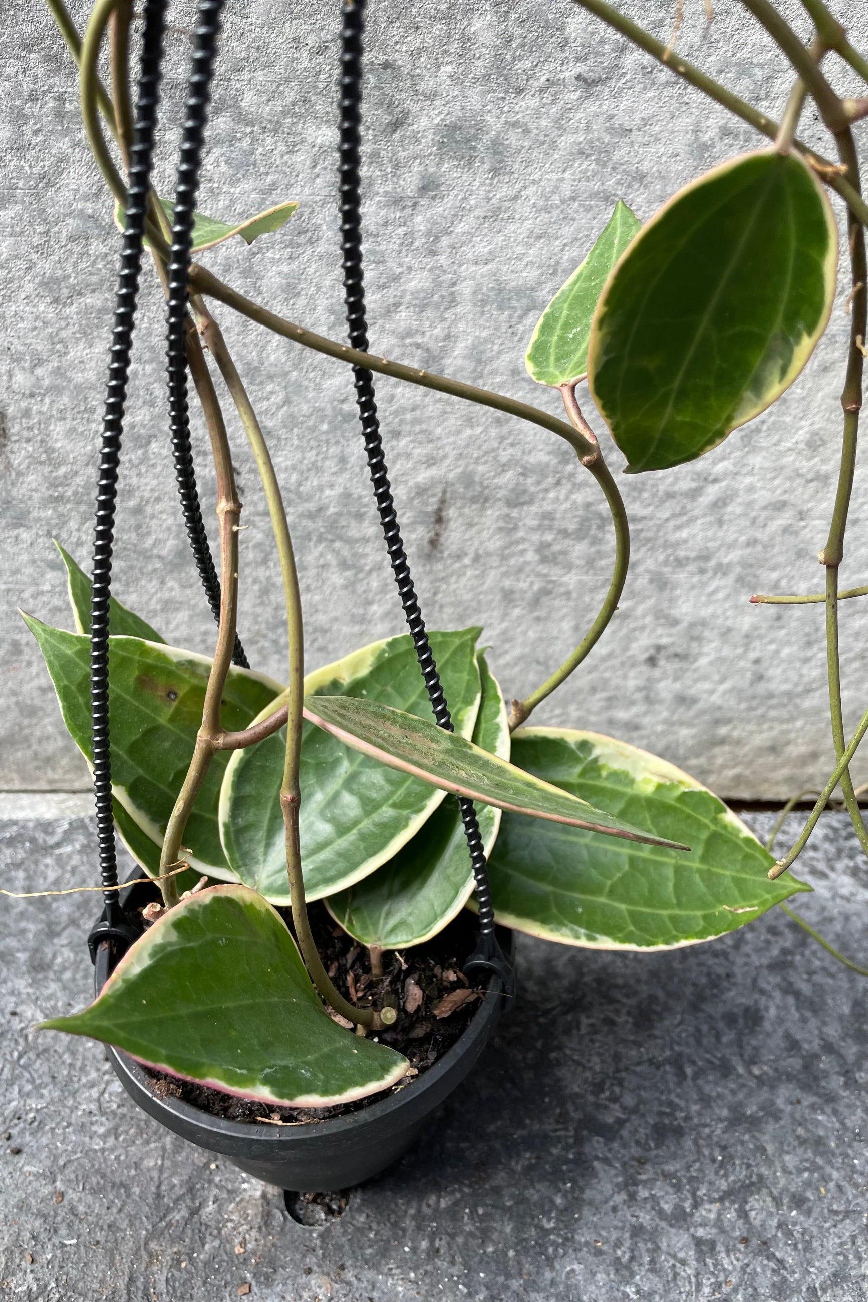 Close up of vining Hoya macrophylla leaves ©Sprout Home
