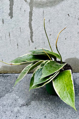 Hoya macrophylla 4"