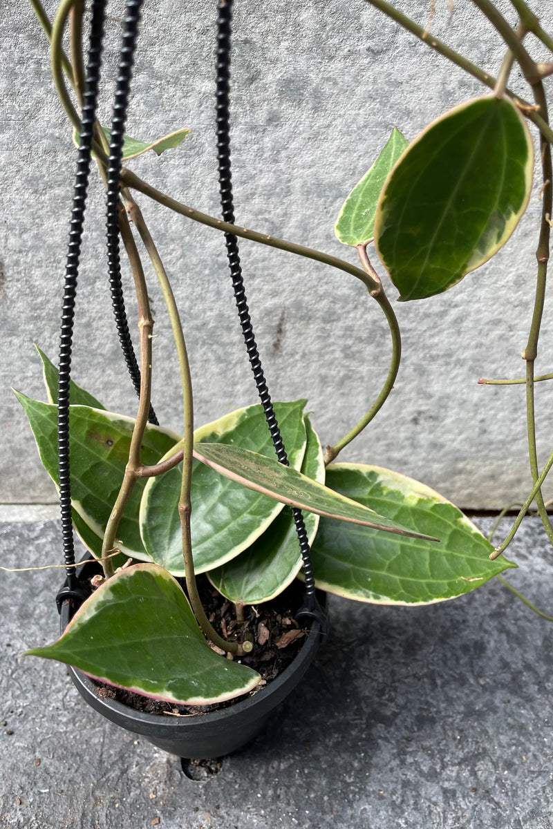 Close up of vining Hoya macrophylla leaves