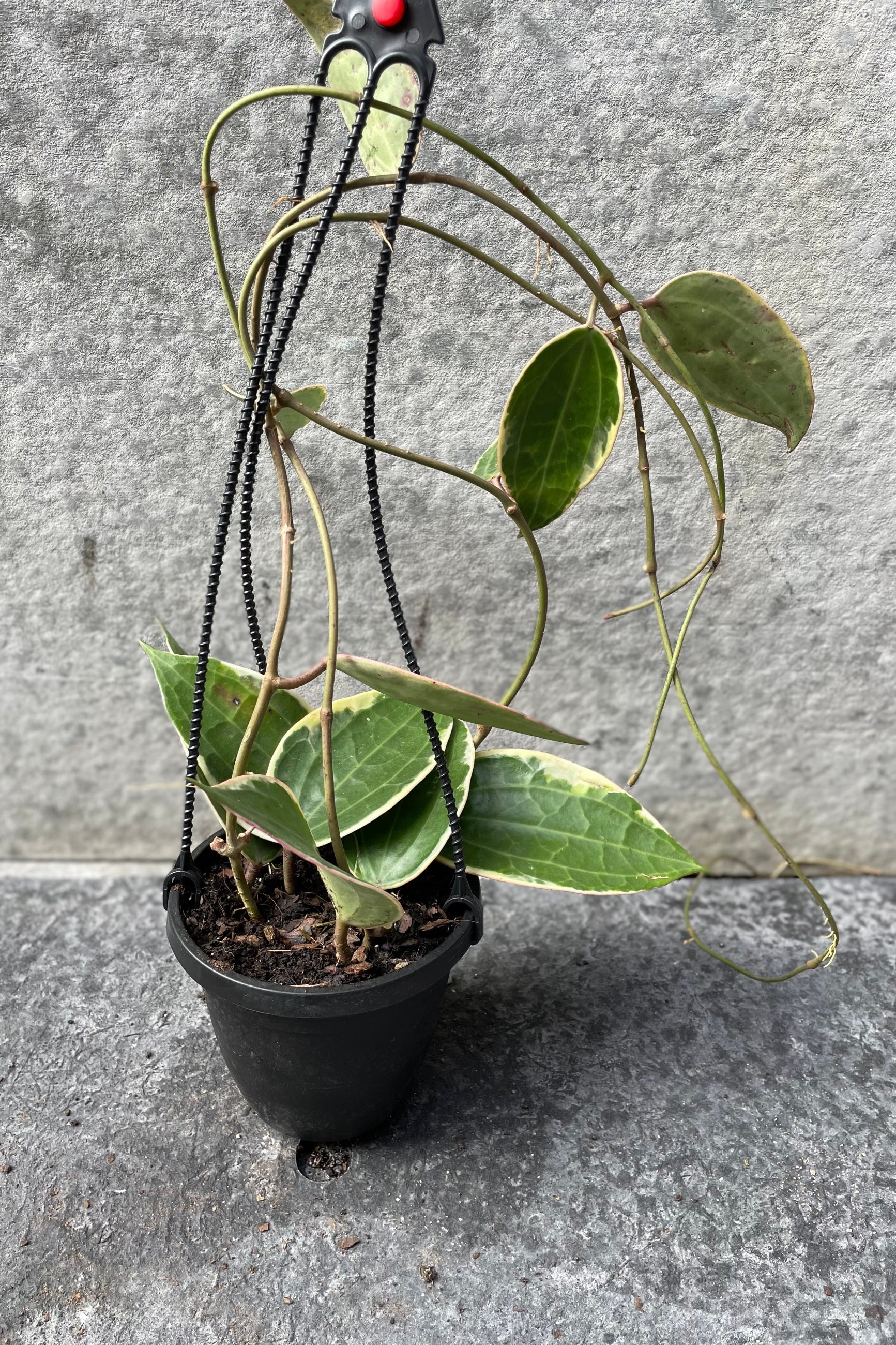 Hoya macrophylla in hanging grow pot in front of grey background ©Sprout Home
