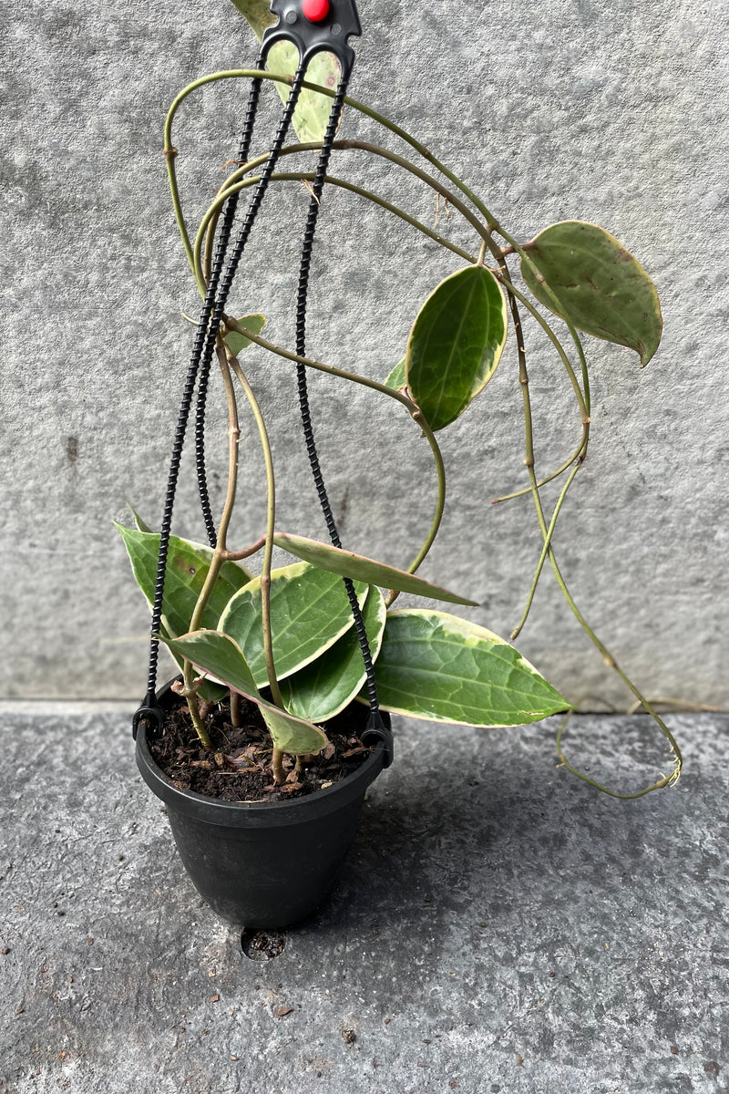 Hoya macrophylla in hanging grow pot in front of grey background
