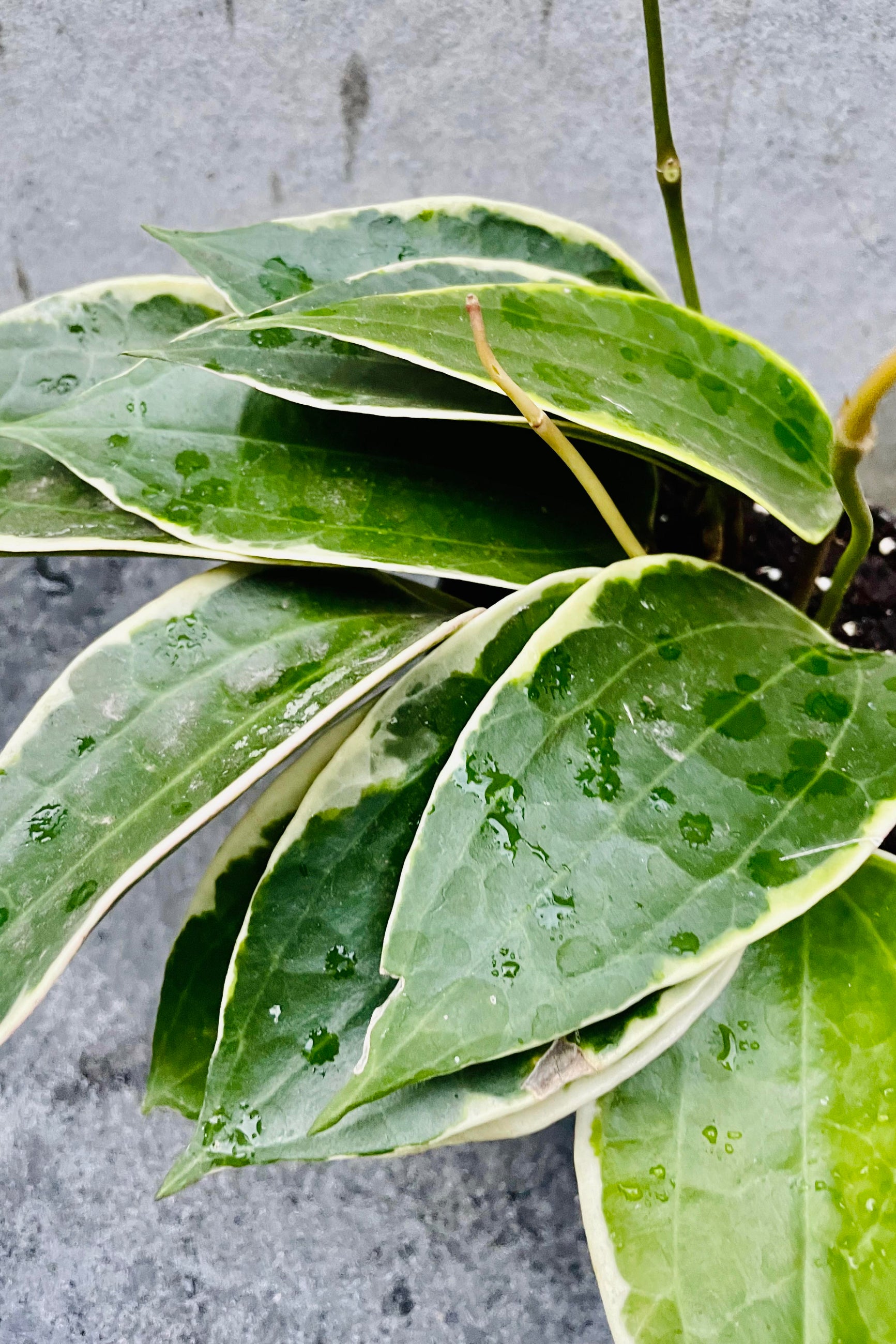A potted Hoya macrophylla plant with large green waxy leaves and visible water droplets on them, indicating recent watering. ©Sprout Home