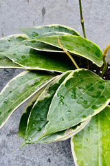 Hoya macrophylla 4"
