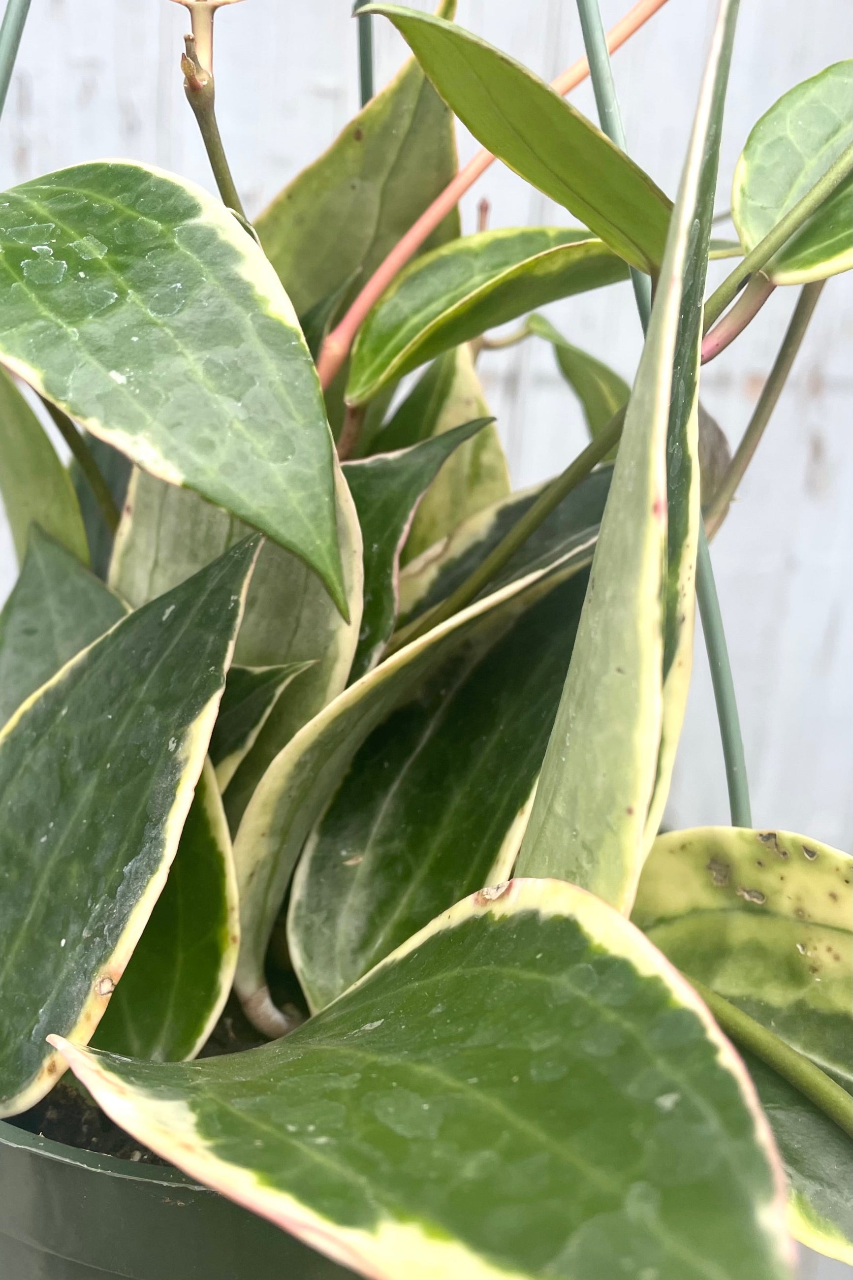 A detailed view of Hoya macrophylla 6" against wooden backdrop ©Sprout Home