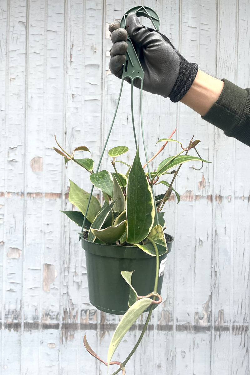 A hand holds Hoya macrophylla 6" in hanging grow pot against wooden backdrop