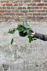 Hoya macrophylla 8" green growers pot with large lance to ovate shaped green waxy leaves against a grey and brick wall