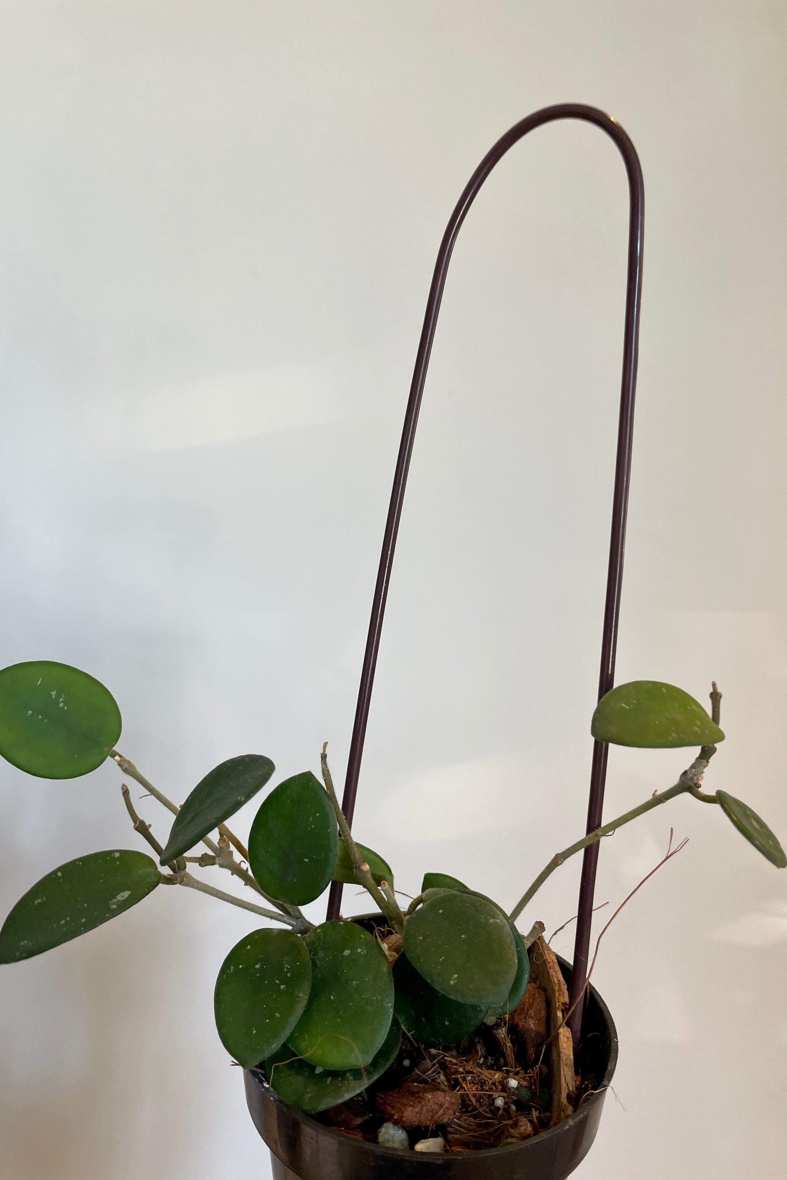 Photo of round green leaves and vines of Hoya against white wall