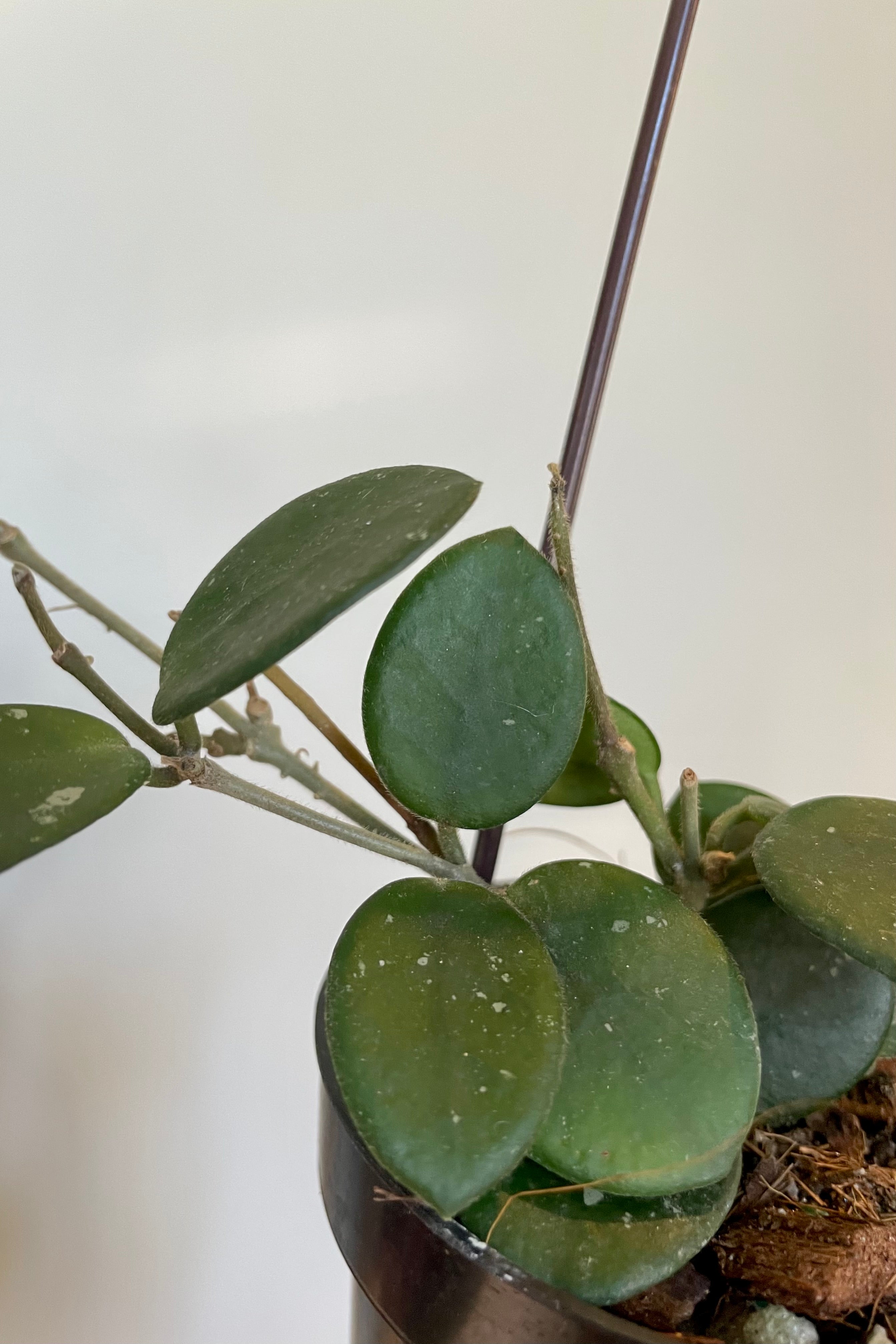 Close photo of lightly spotted green found leaves of Hoya 'Mathilde'