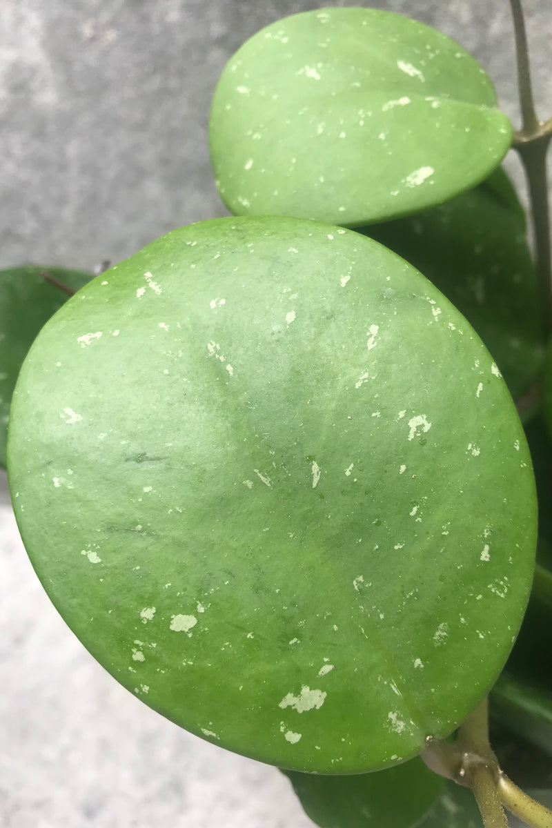 Detail picture of the thick leaves of the Hoya obovata