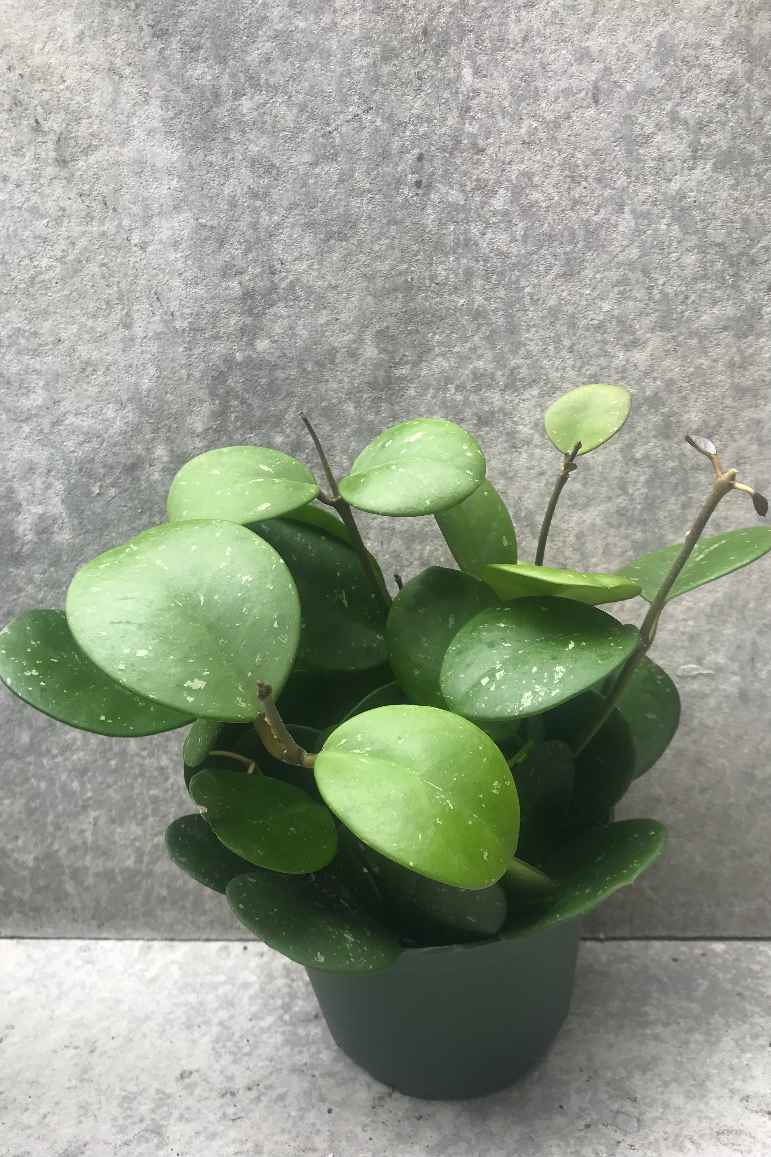 Hoya obovata in a 6 inch growers pot