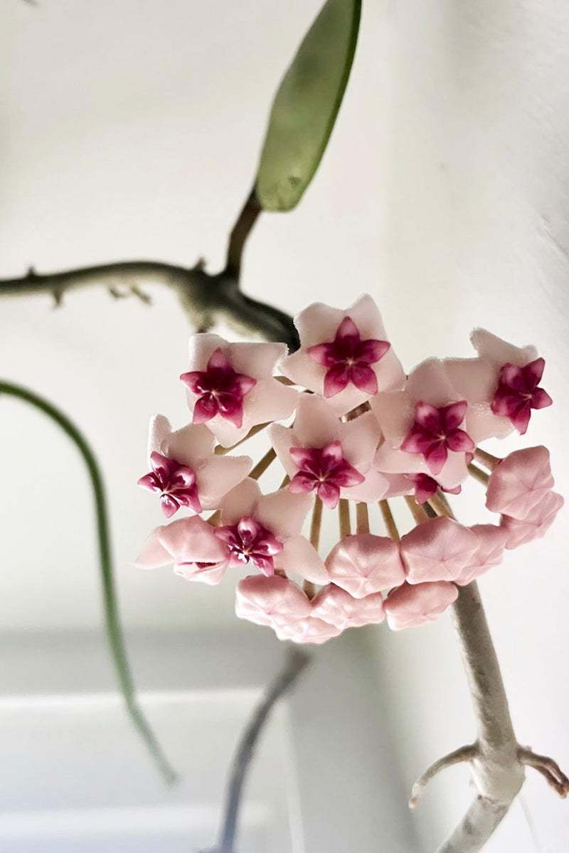 A view of the flower produced by Hoya obovata against white backdrop