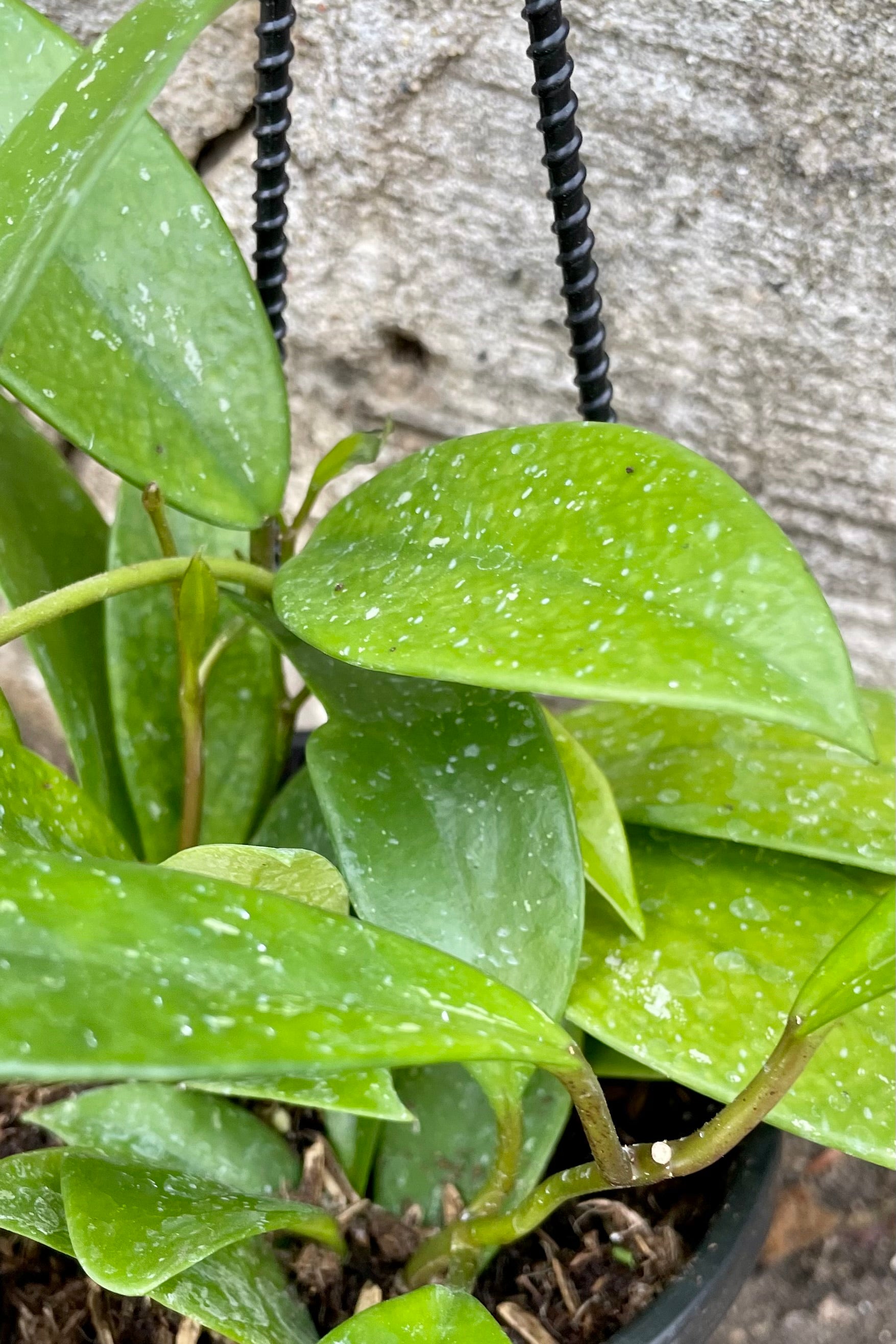 A detailed view of Hoya pubicalyx 4" against a concrete backdrop