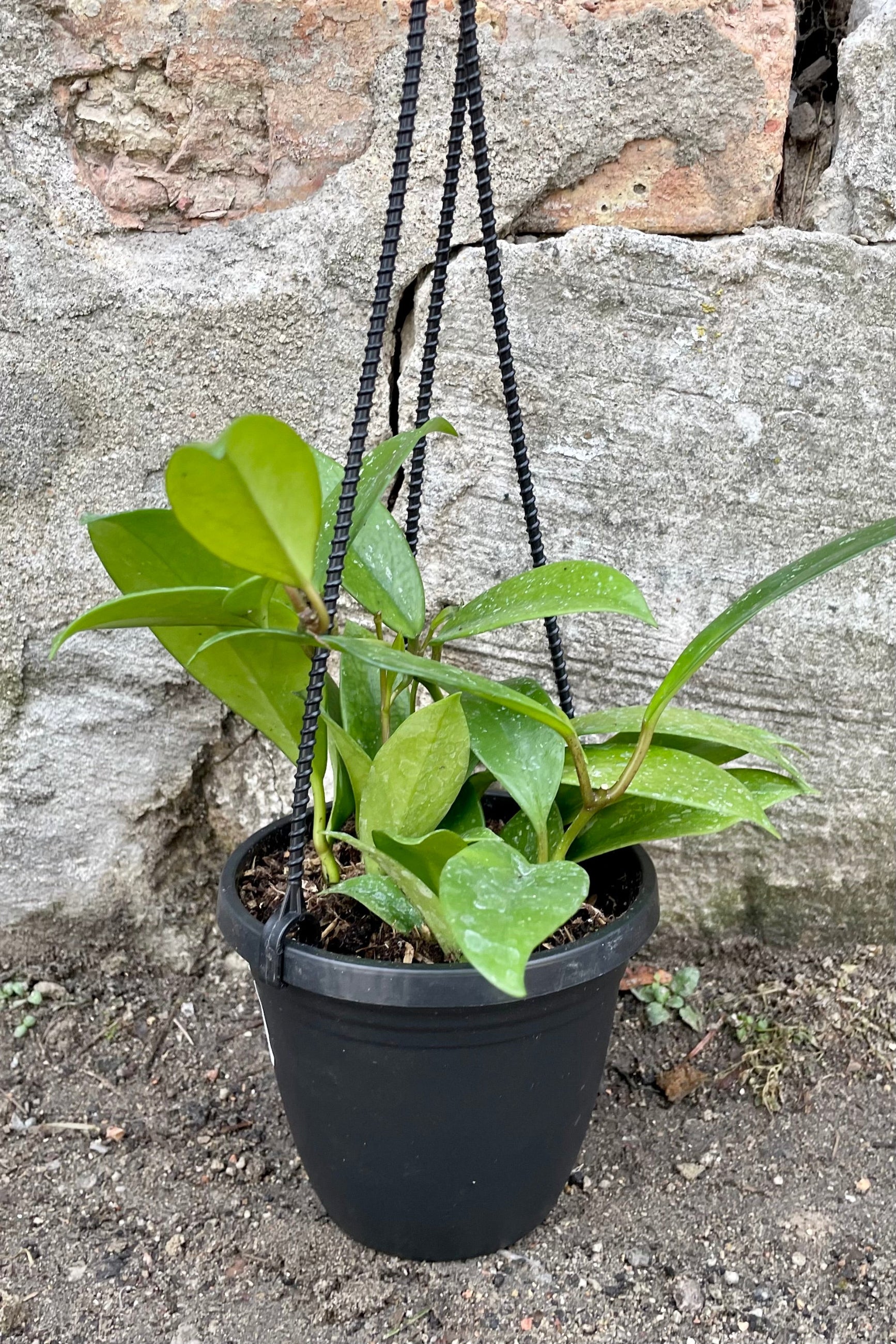 A full view of Hoya pubicalyx 4" in hanging basket against concrete backdrop ©Sprout Home