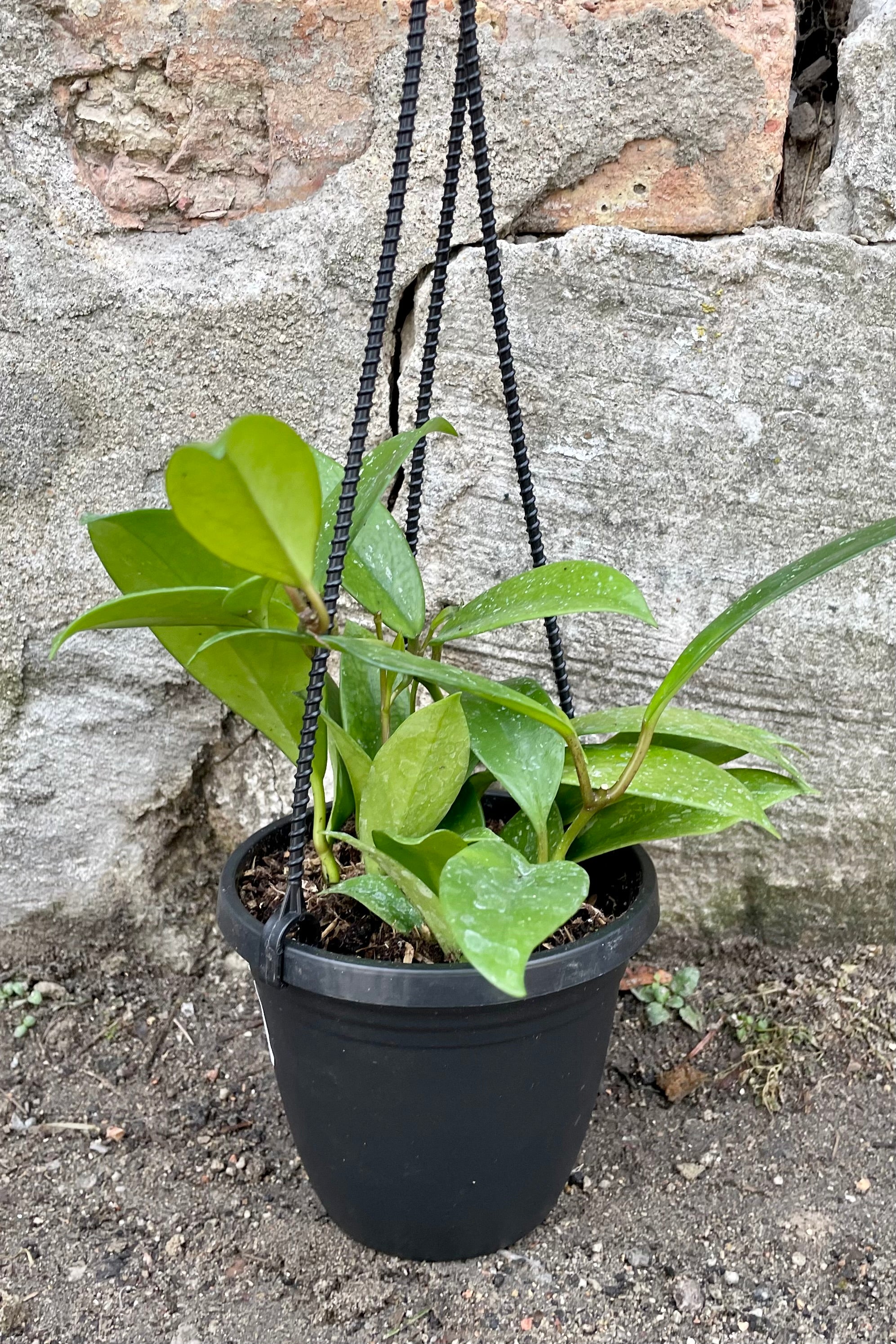 A full view of Hoya pubicalyx 4" in hanging basket against concrete backdrop