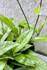 Close up of Hoya pubicalyx leaves