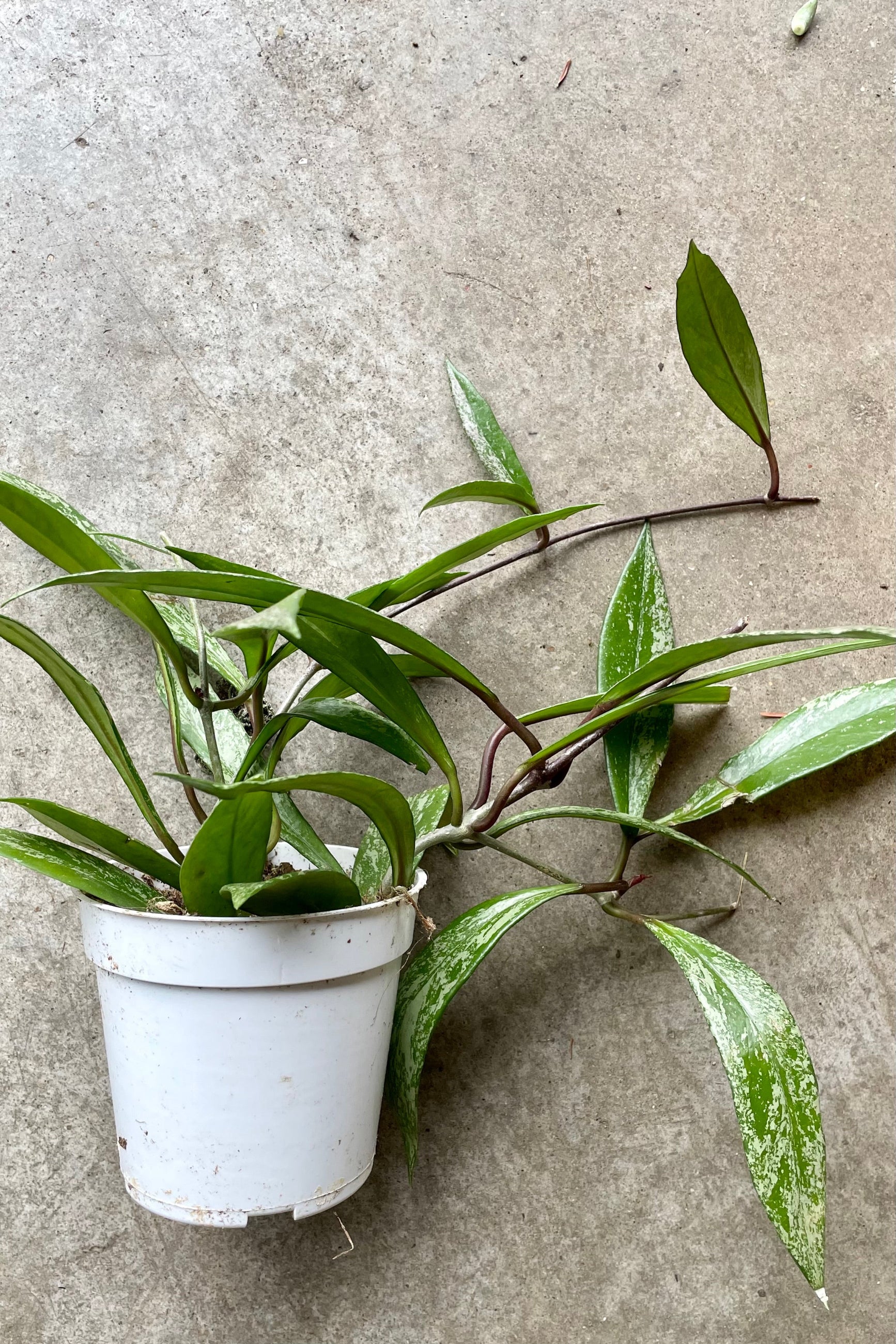 Hoya pubicalyx x 'Splash' in a 4" growers pot at Sprout Home. ©Sprout Home
