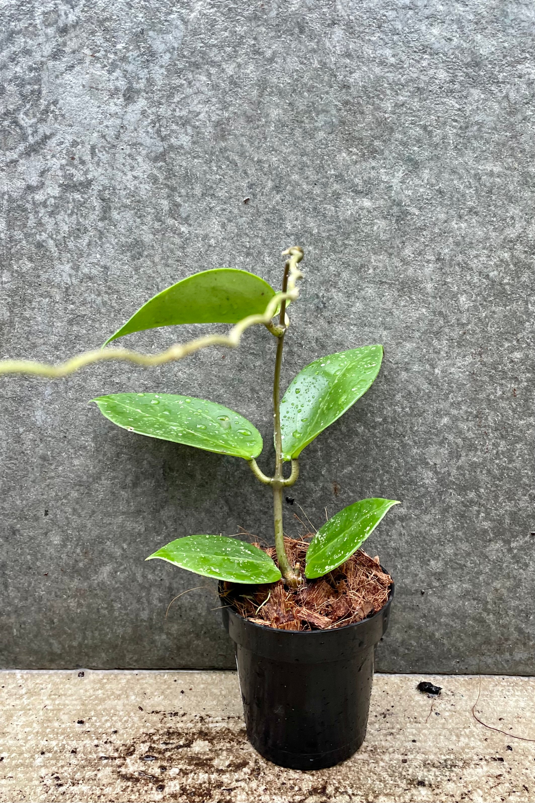 Hoya parasitica 3" against a grey wall