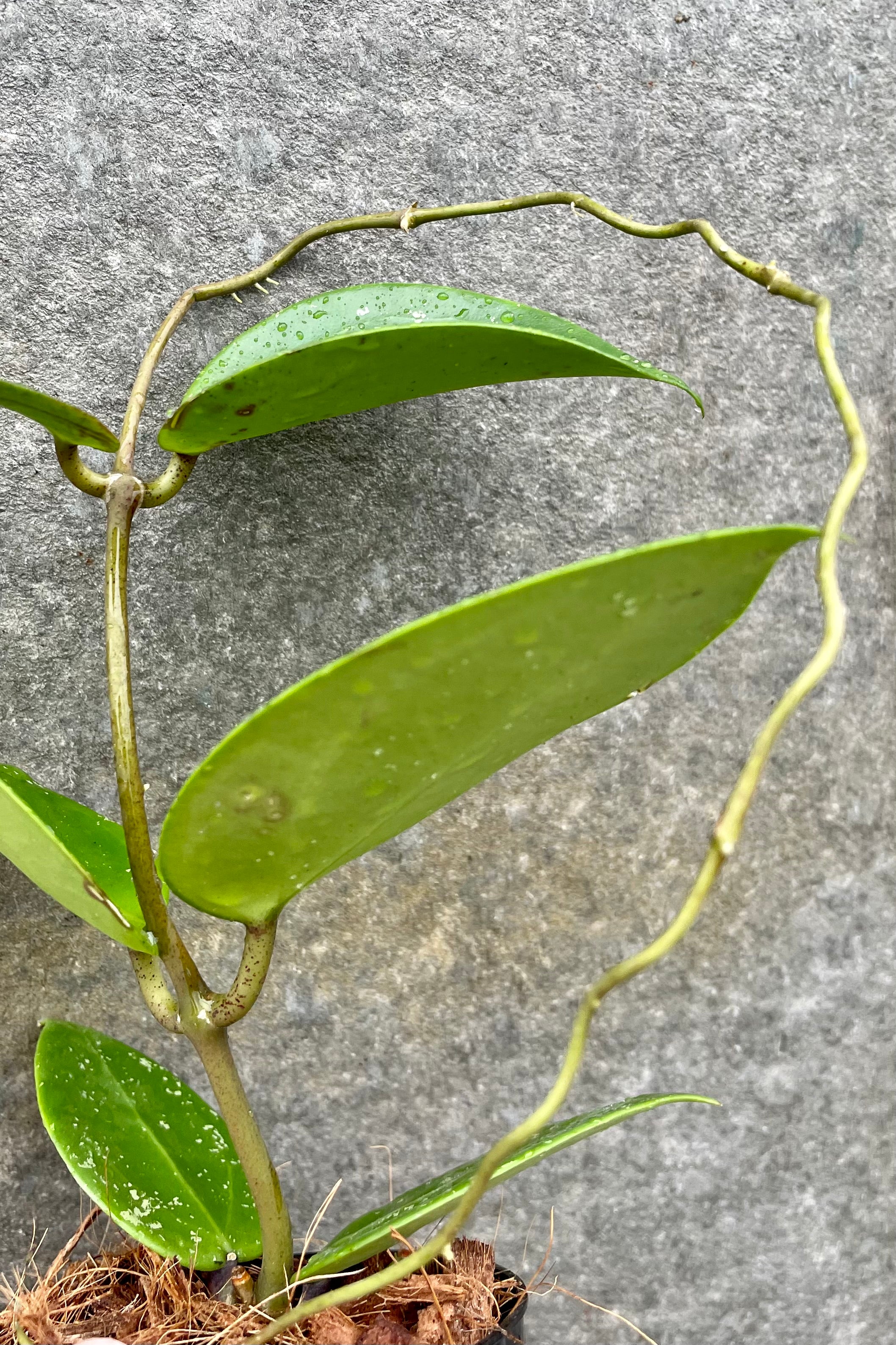 detasil of Hoya parasitica 3" against a grey wall